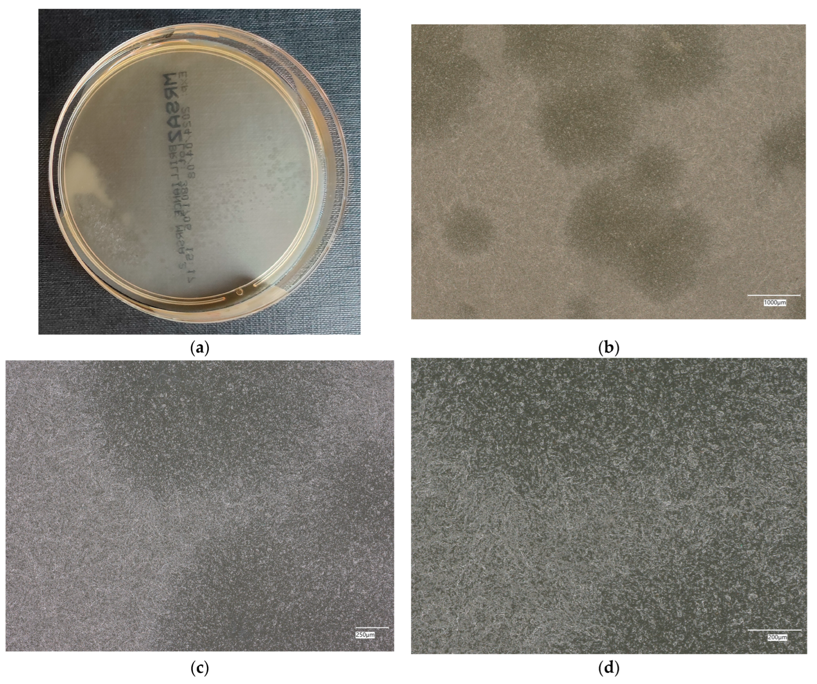 Materials 18 02560 g013