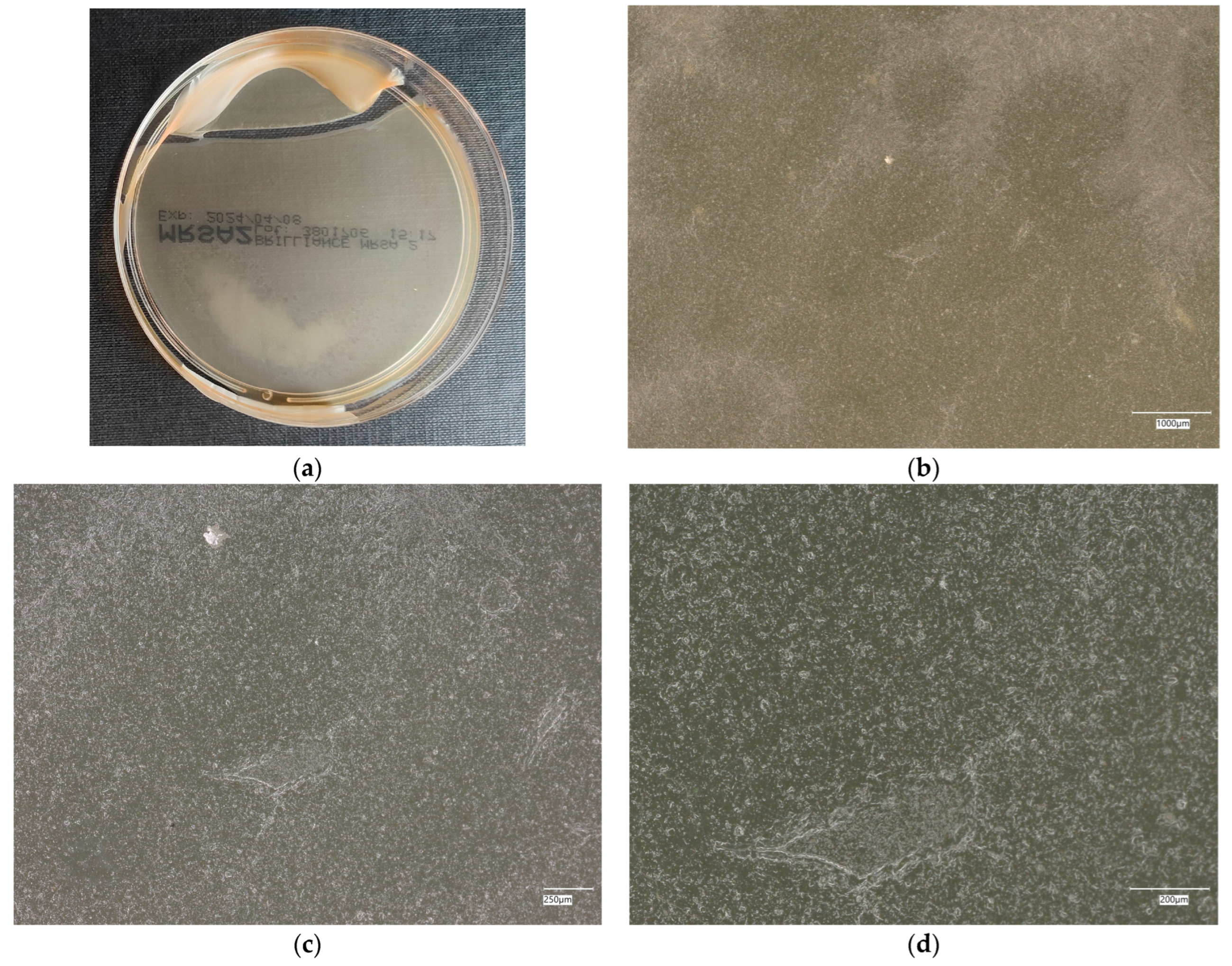 Materials 18 02560 g014