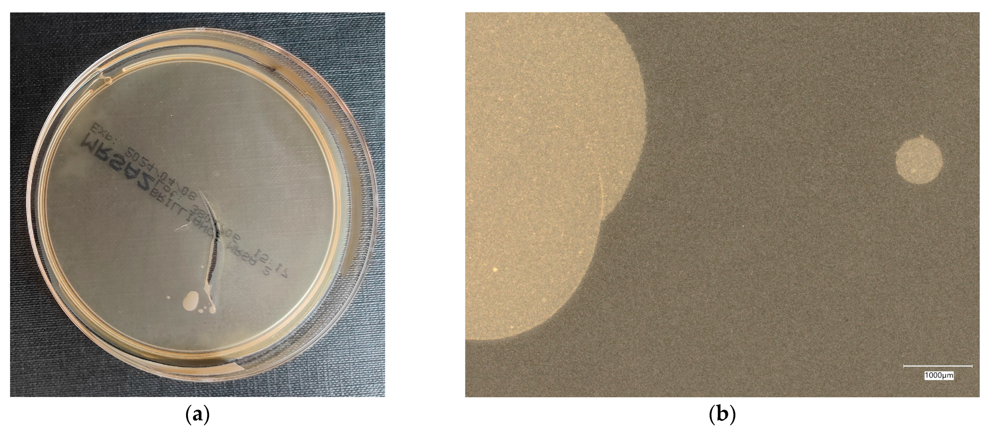 Materials 18 02560 g015a