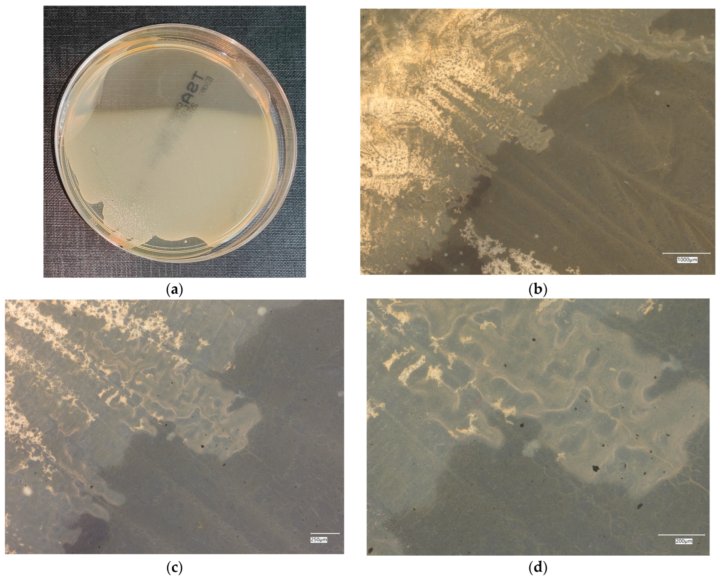 Materials 18 02560 g017