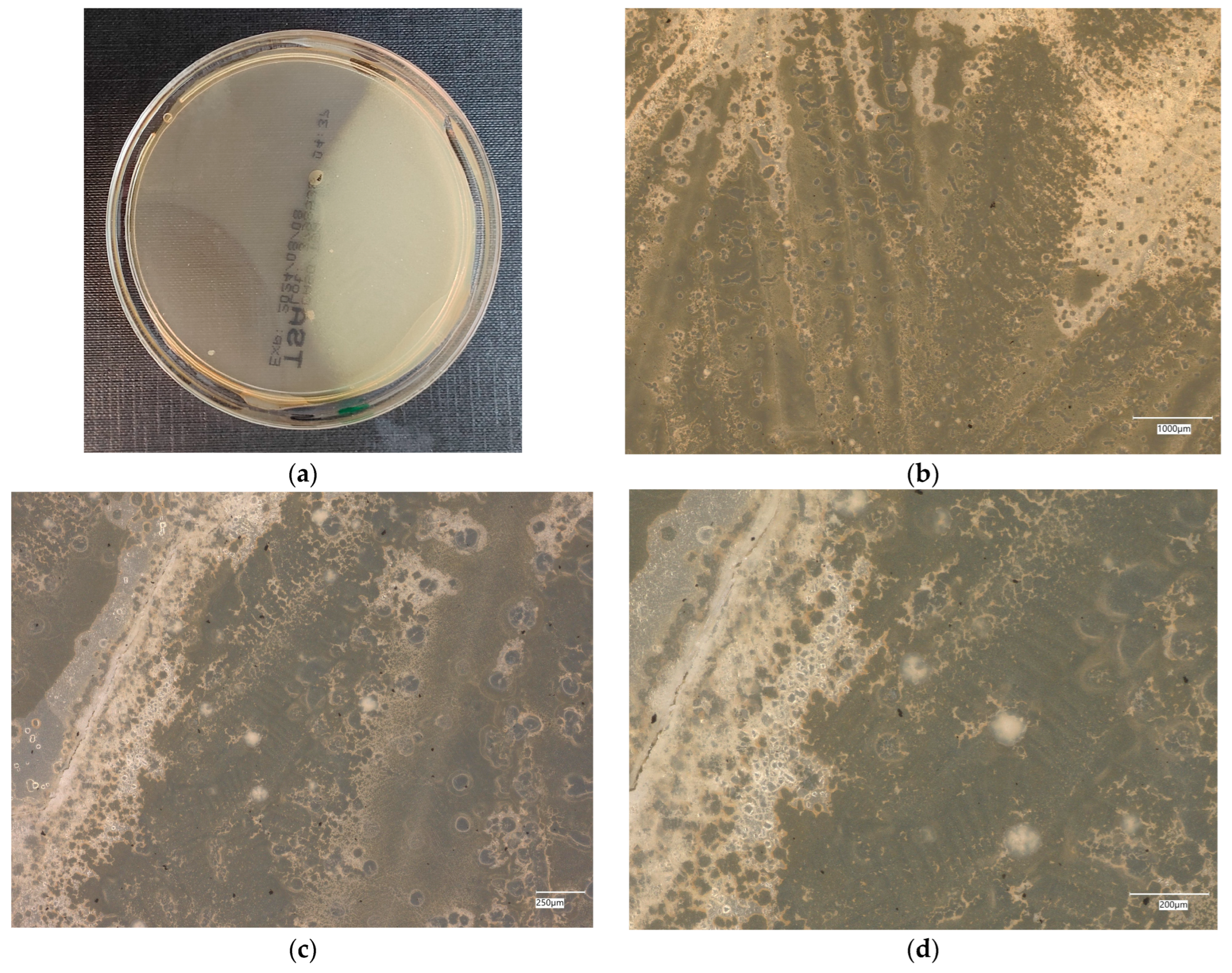 Materials 18 02560 g020