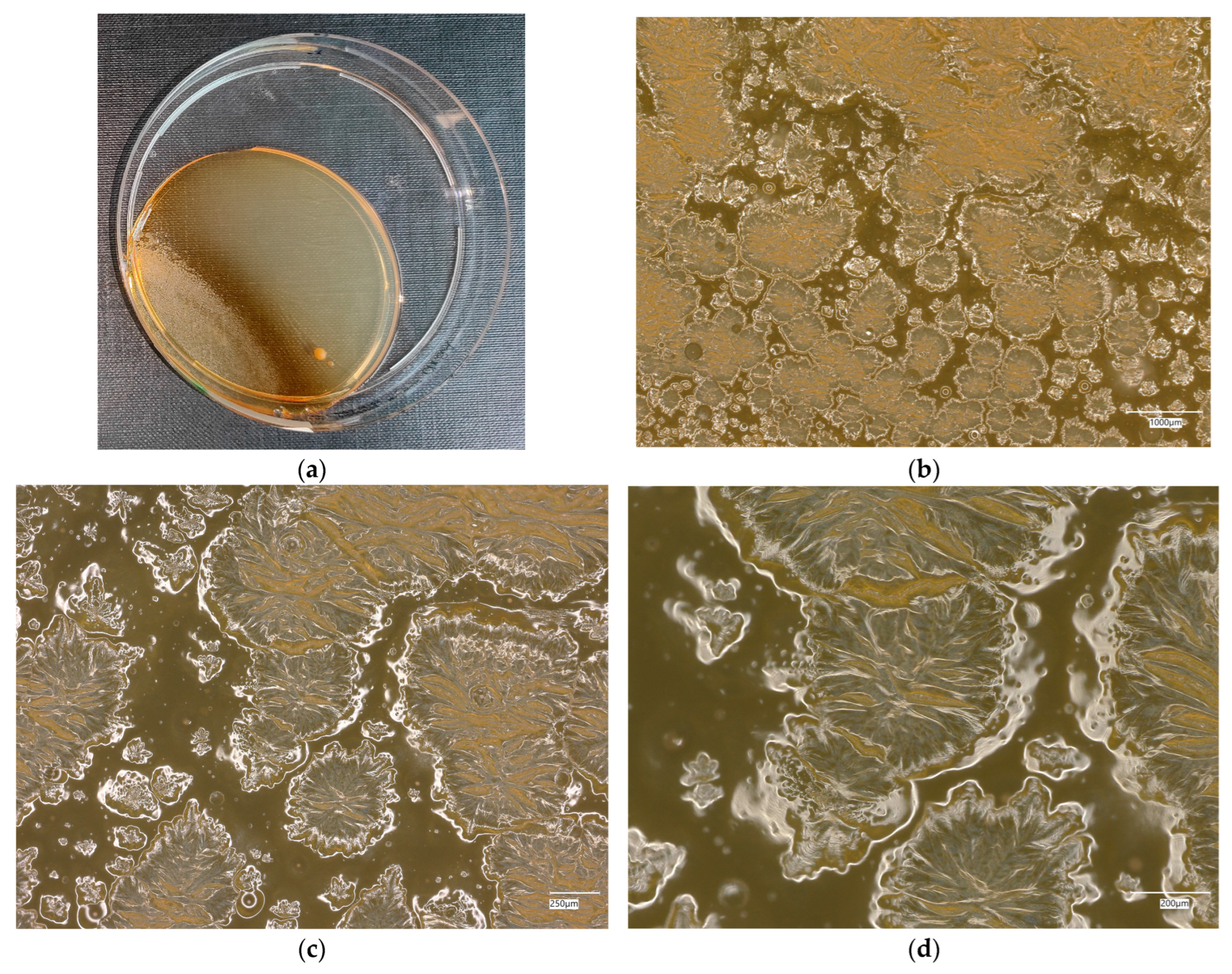 Materials 18 02560 g021