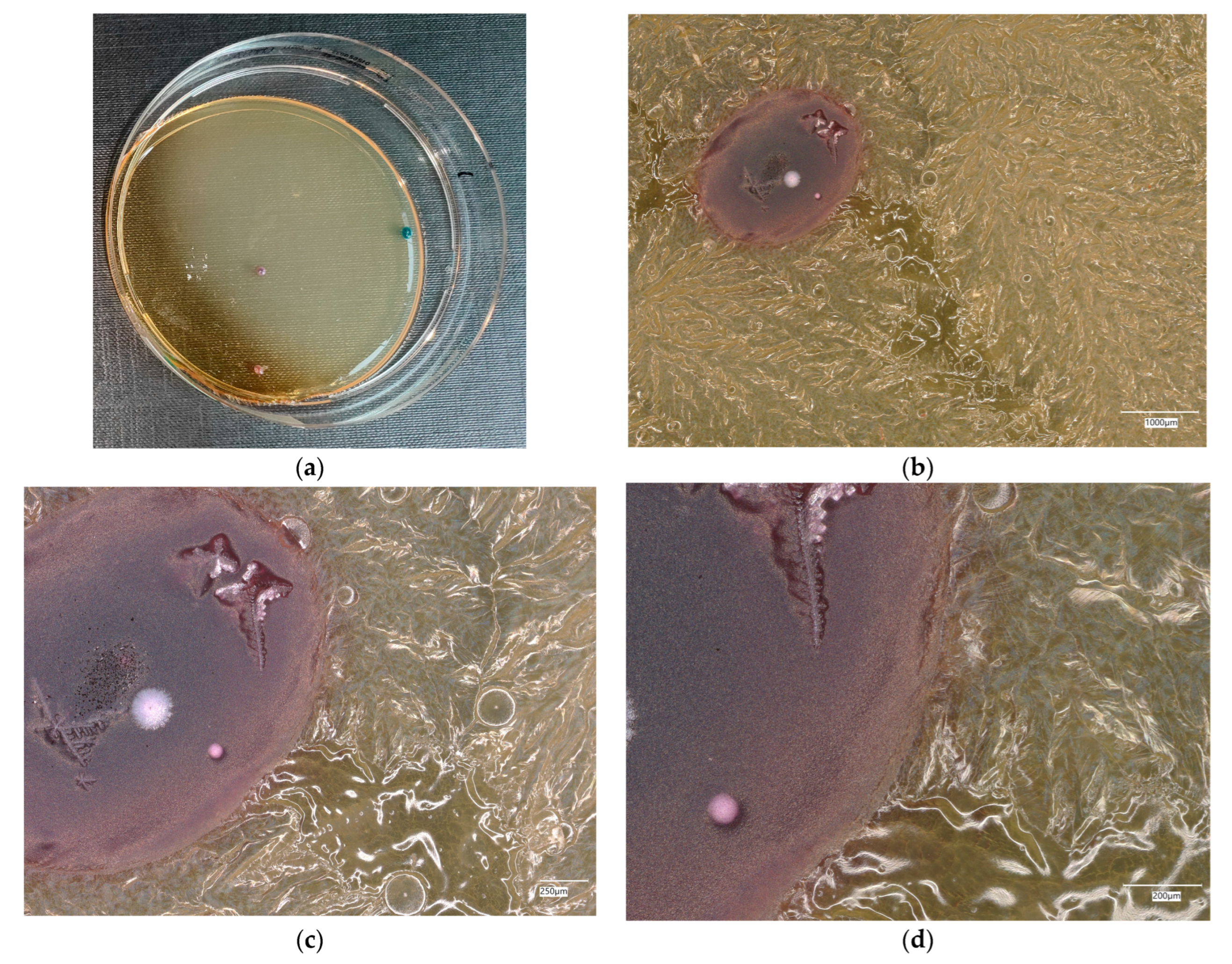 Materials 18 02560 g022