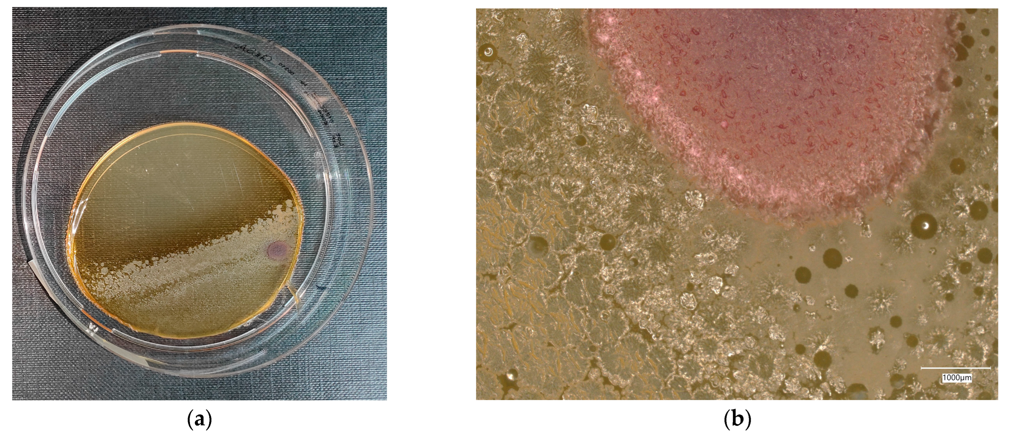 Materials 18 02560 g023a