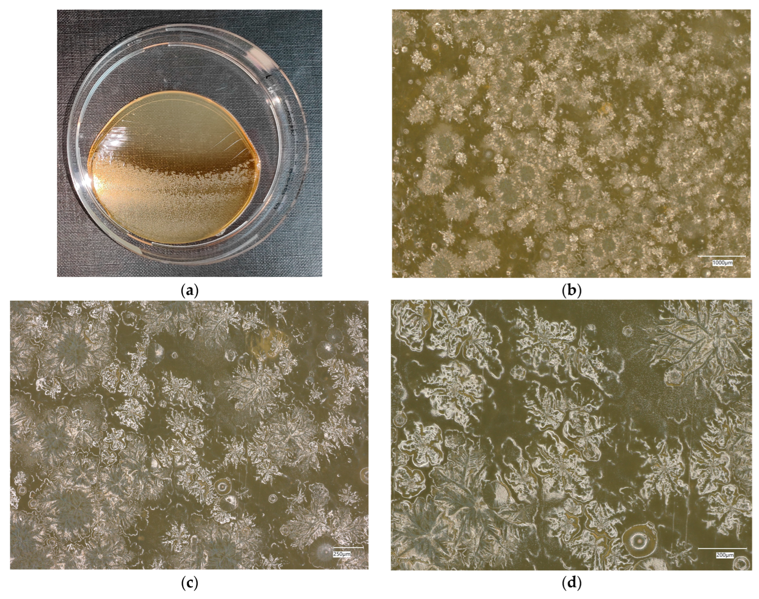 Materials 18 02560 g024