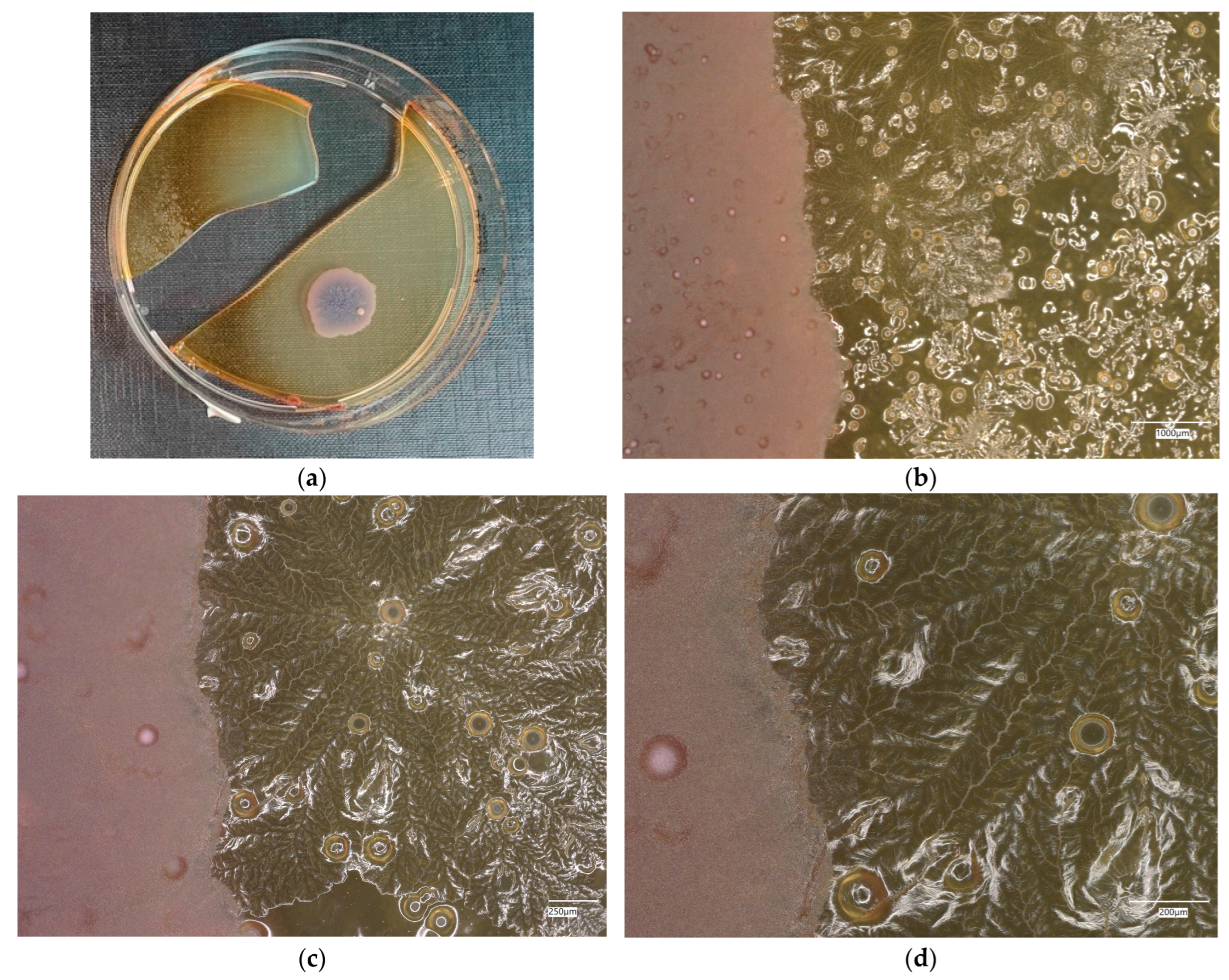 Materials 18 02560 g025