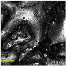 Materials 18 03342 i001