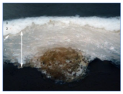 Materials 18 04041 i004