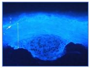 Materials 18 04041 i005