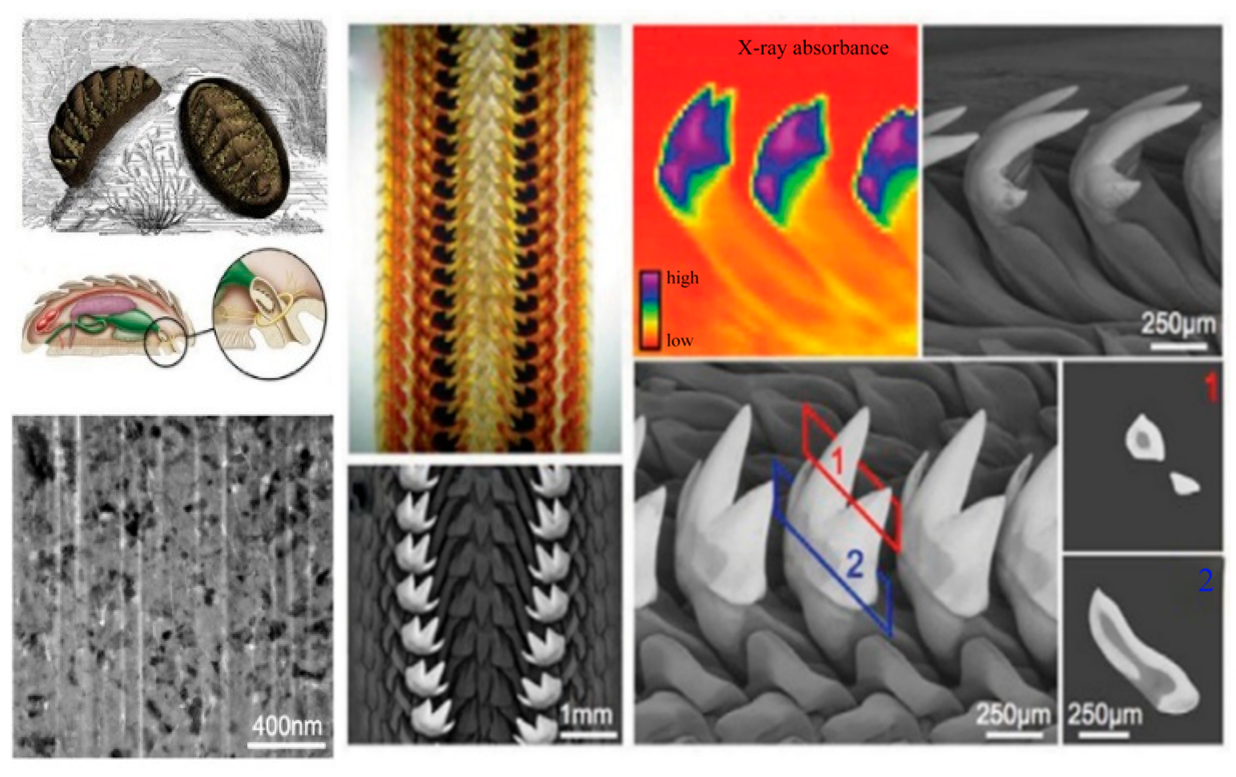 Materials 18 04069 g001 Materials 18 04069 g001