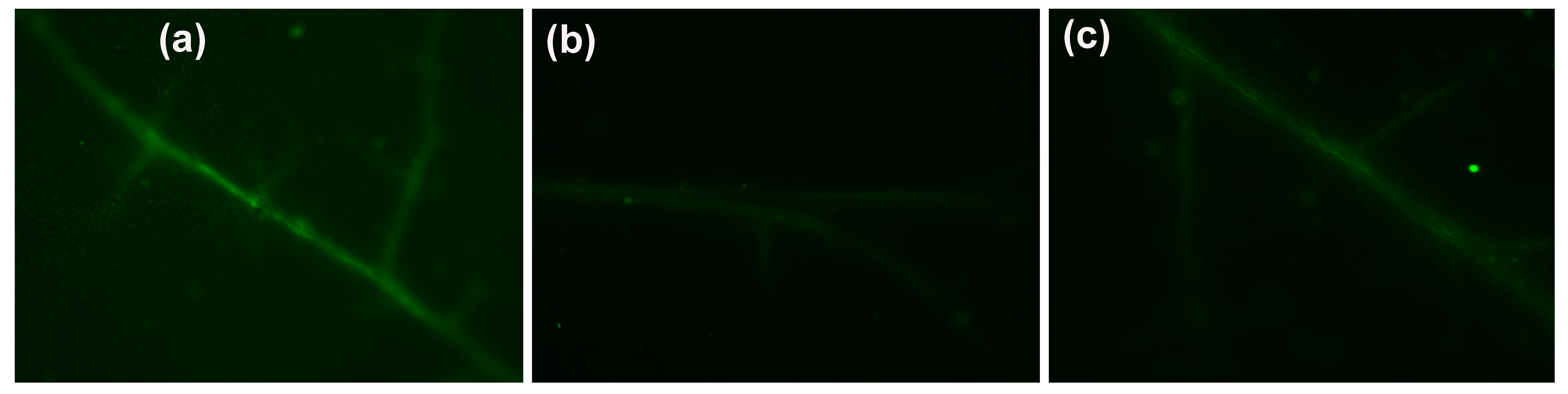 Materials 18 04078 g007 Materials 18 04078 g007