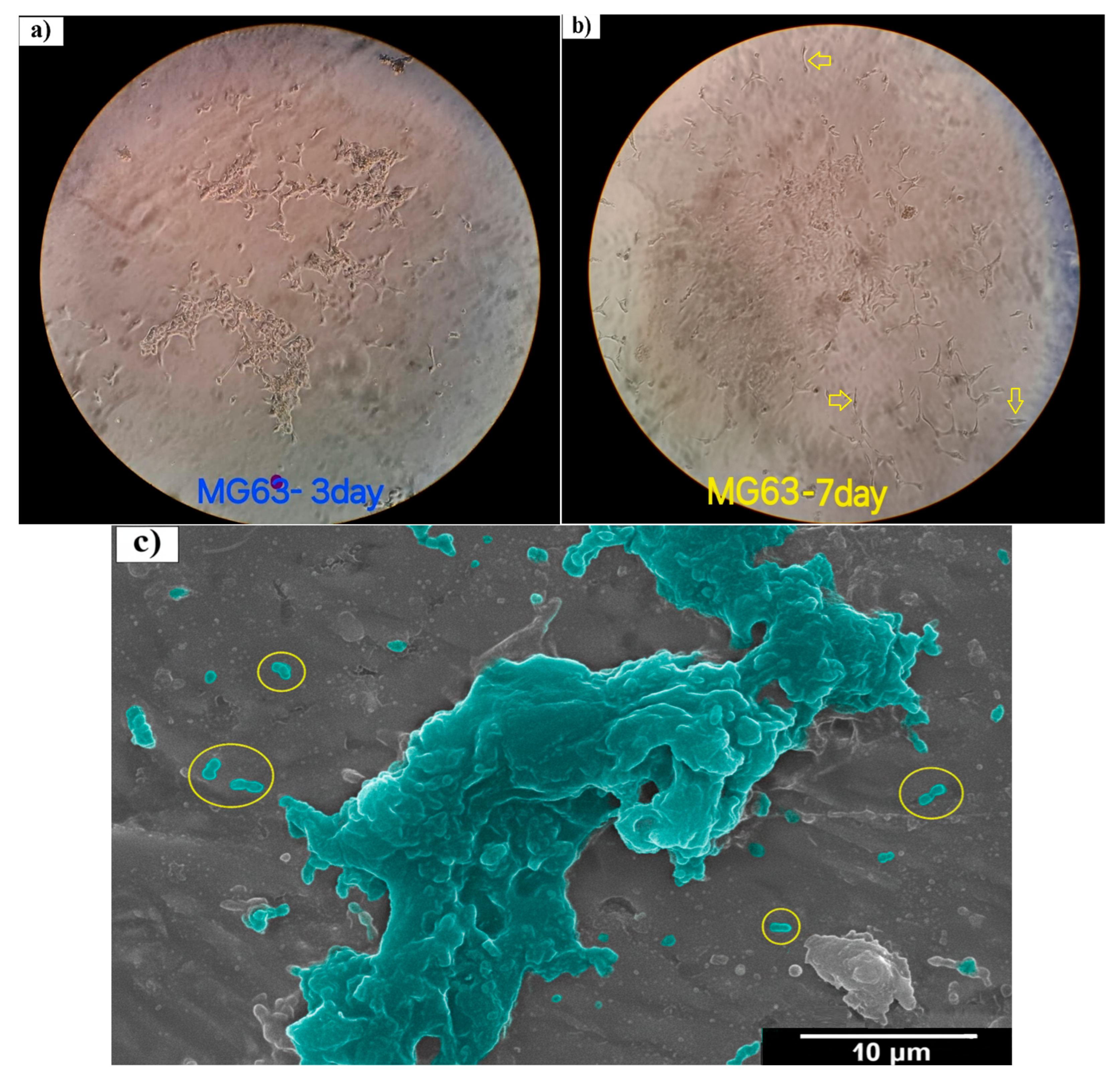 Materials 18 04473 g006