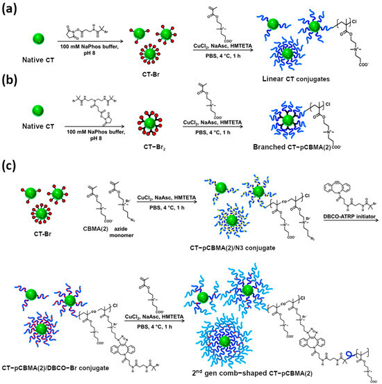 Zwitterionic Poly(Carboxybetaine Methacrylate)s in Drug Delivery ...