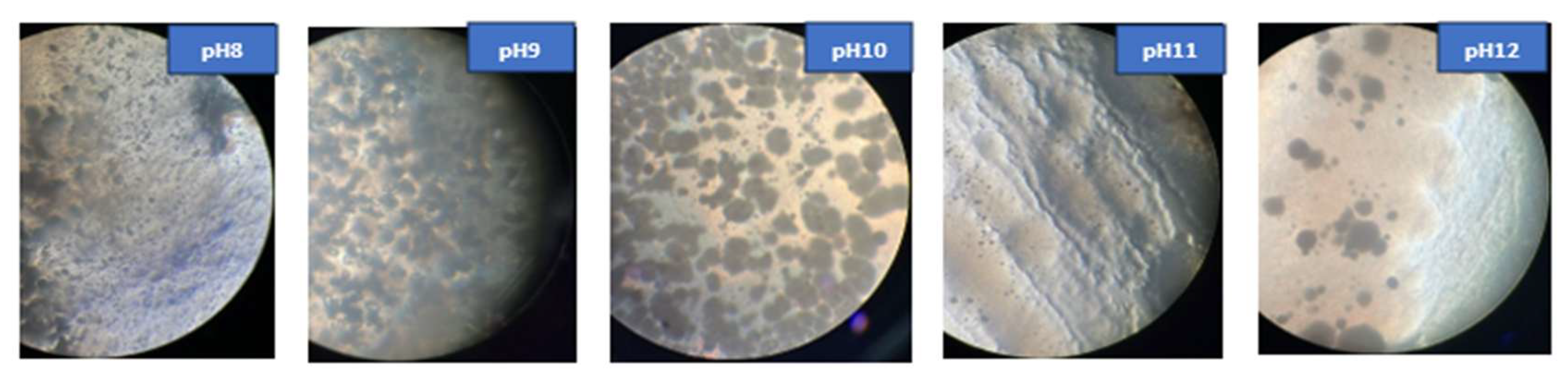 Materials 18 04795 g010