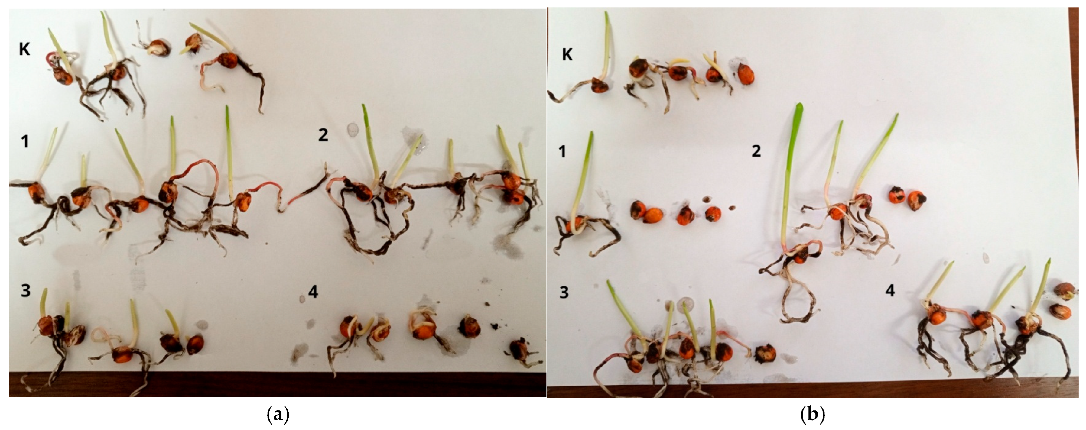 Materials 18 04952 g005