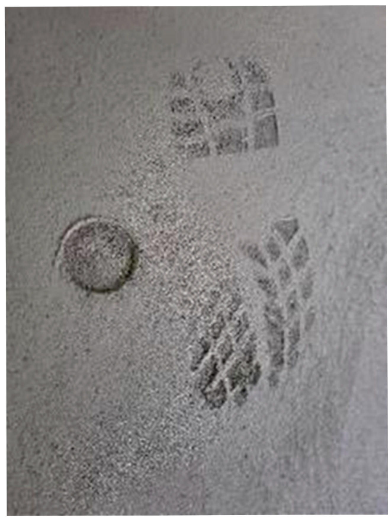 Materials 18 05045 g009