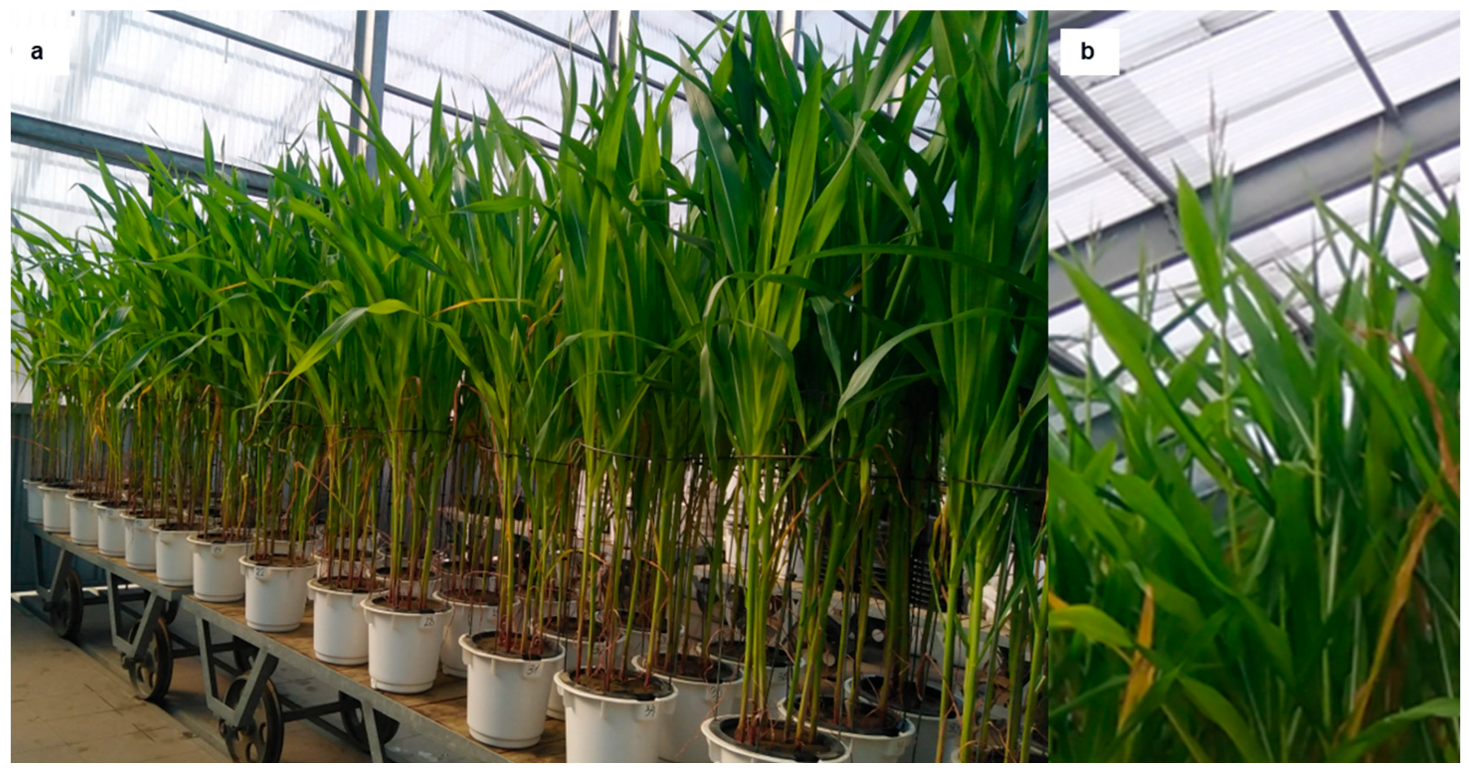 Materials 18 05176 g001