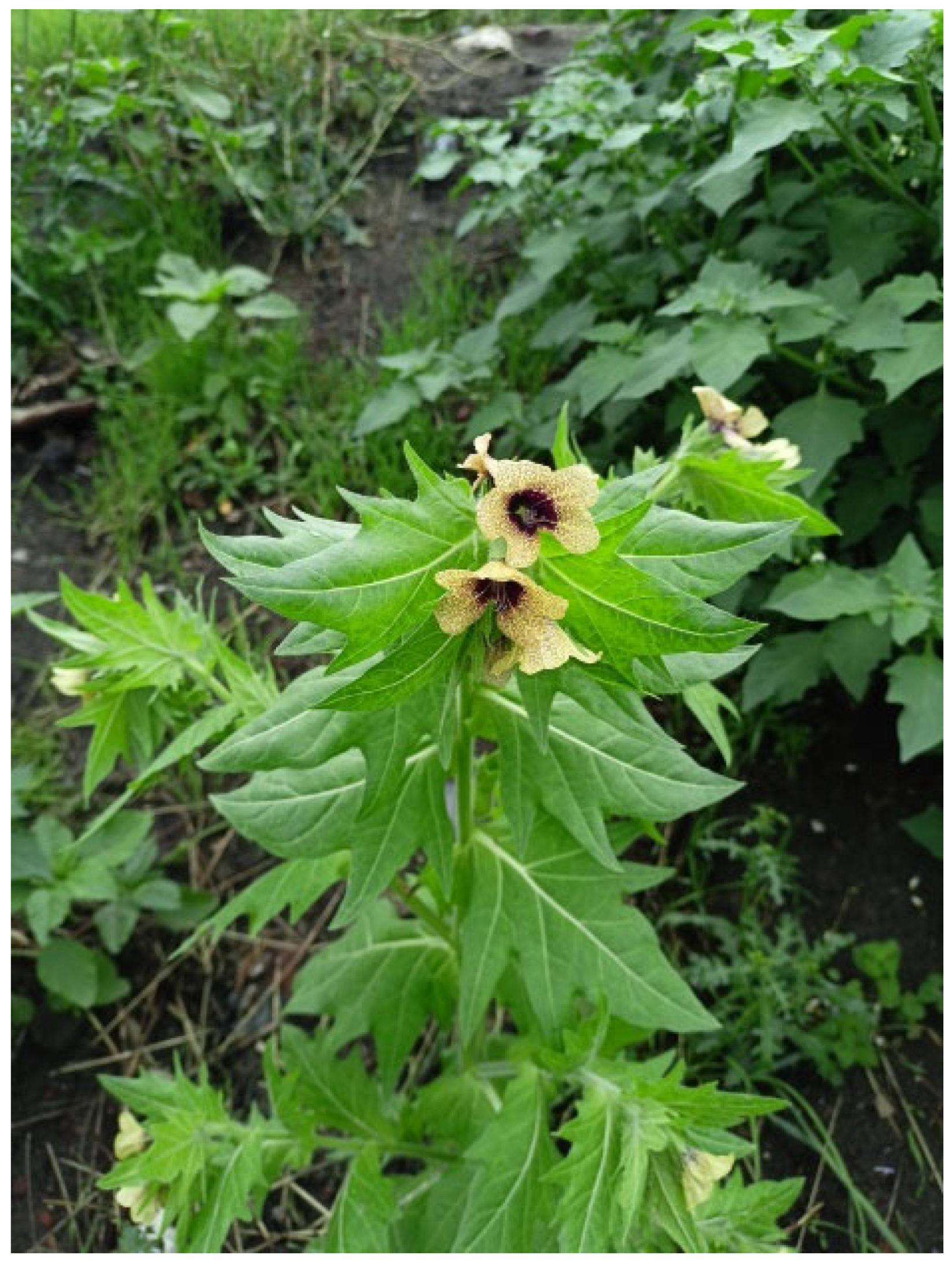 Materials 18 05316 g001