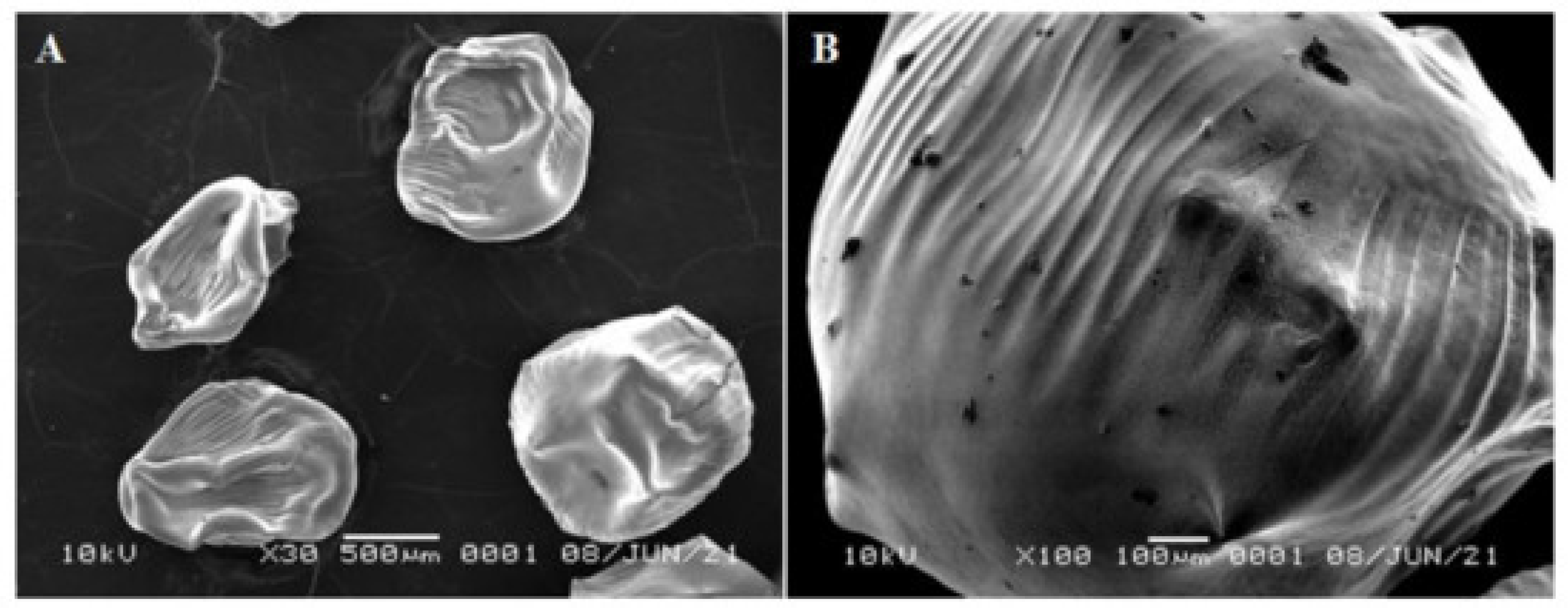 Materials 18 05474 g004