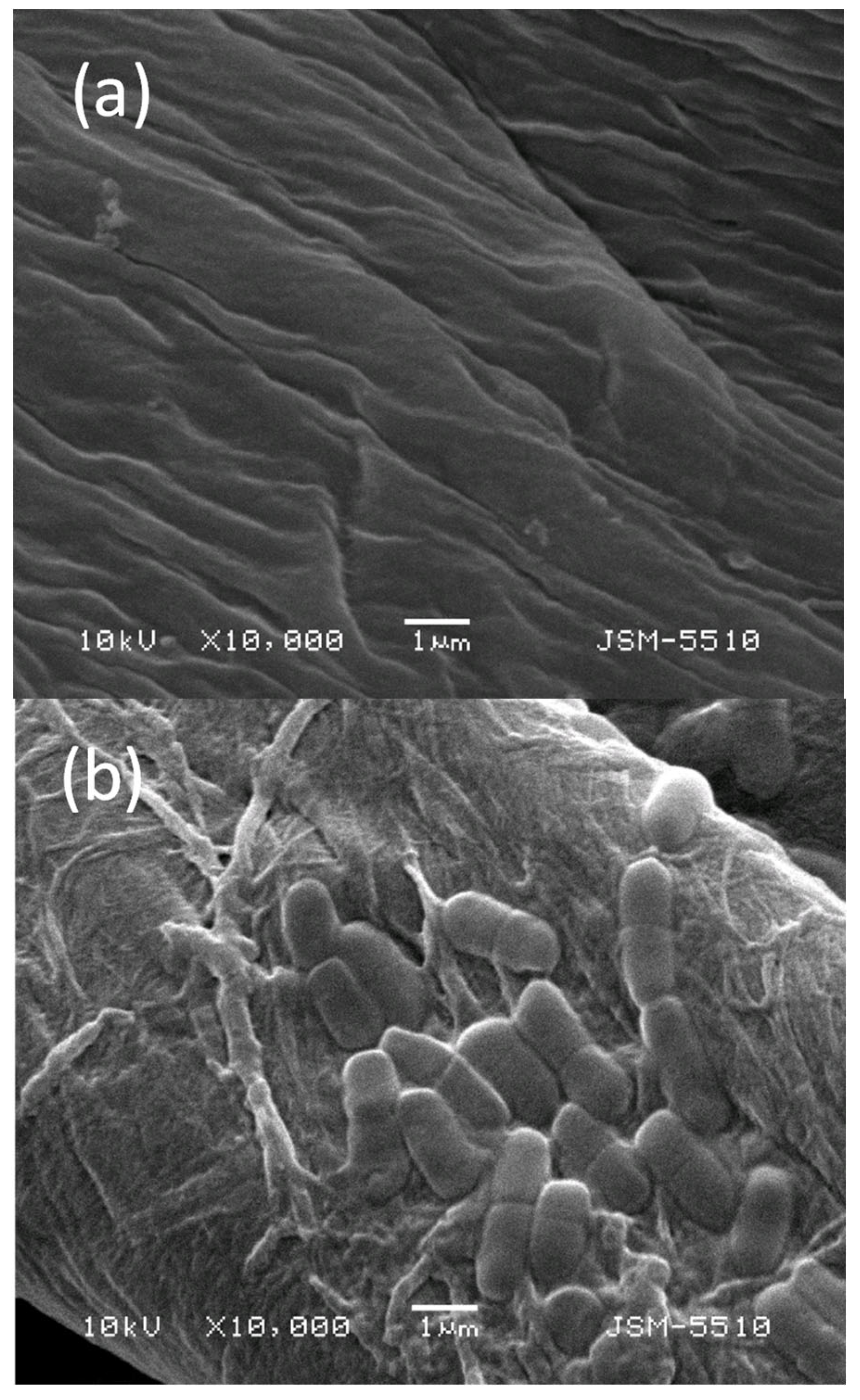 Materials 18 05570 g009a Materials 18 05570 g009a