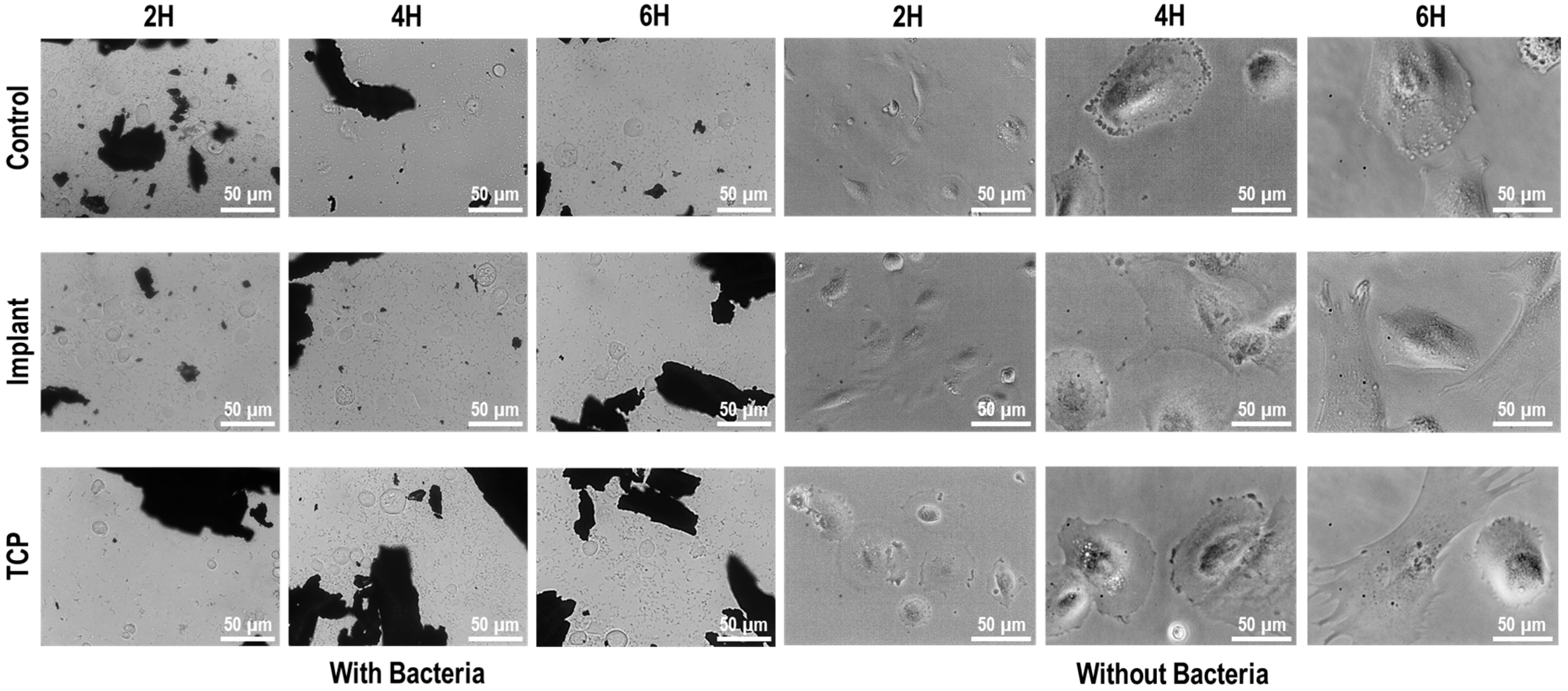 Materials 18 05626 g007 Materials 18 05626 g007