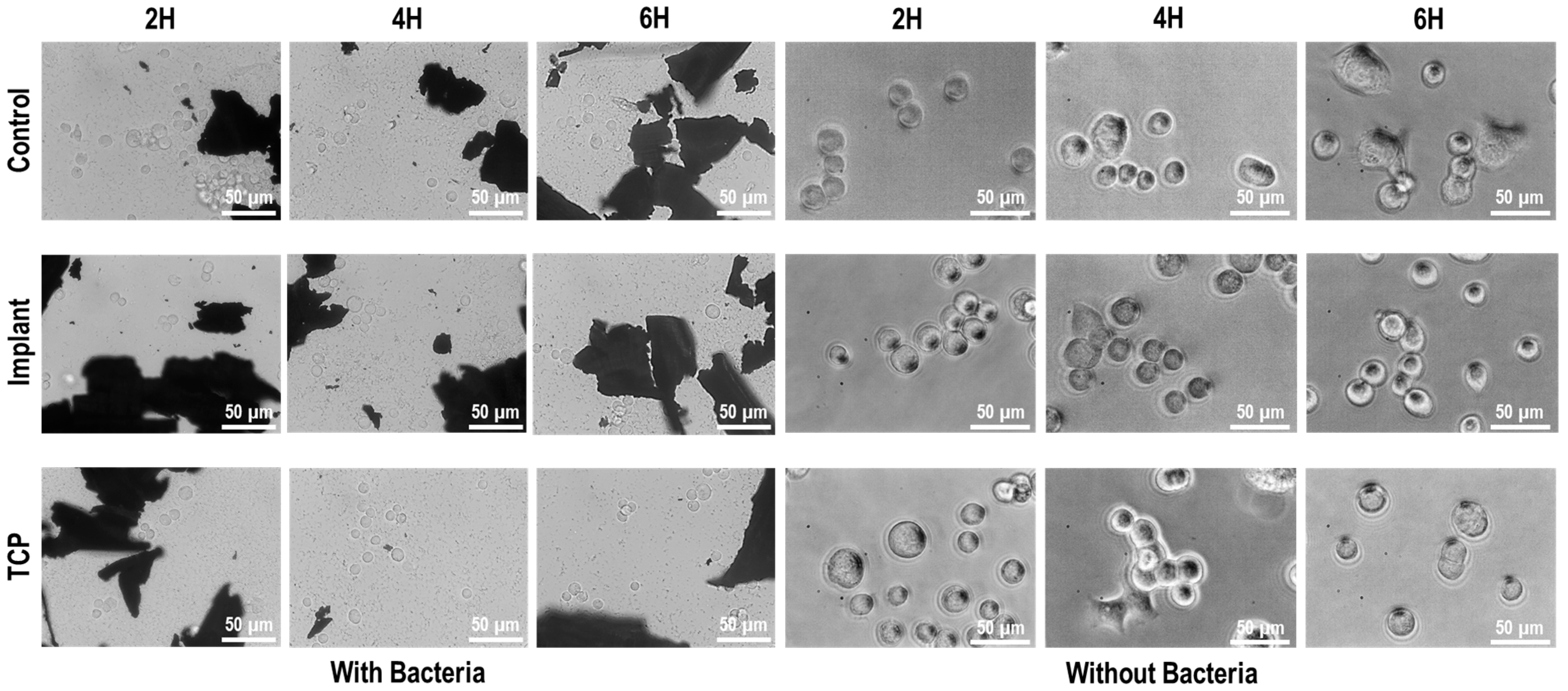 Materials 18 05626 g009 Materials 18 05626 g009