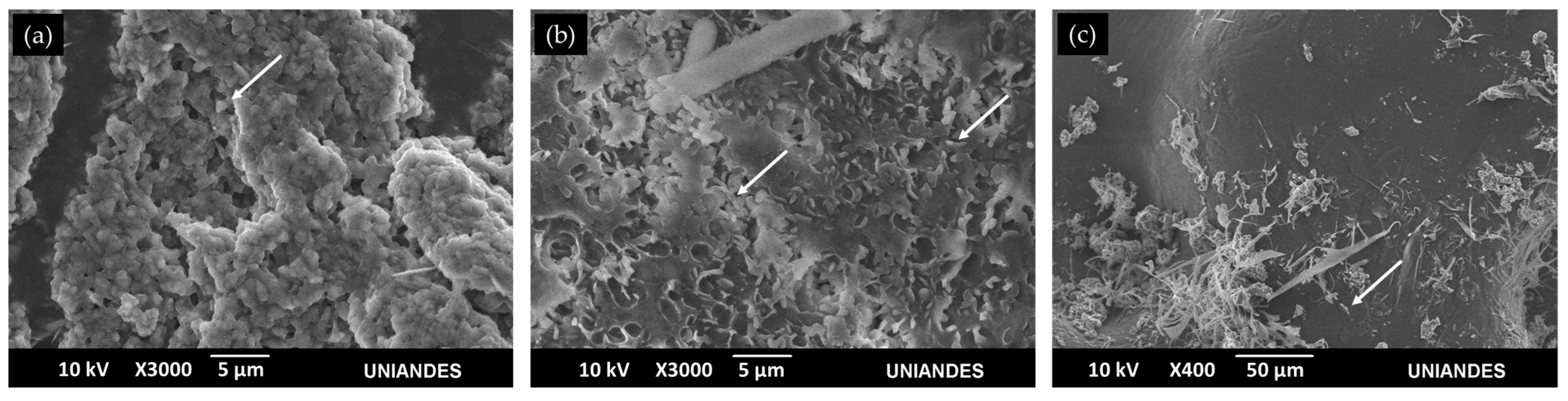 Materproc 04 00030 g002 550