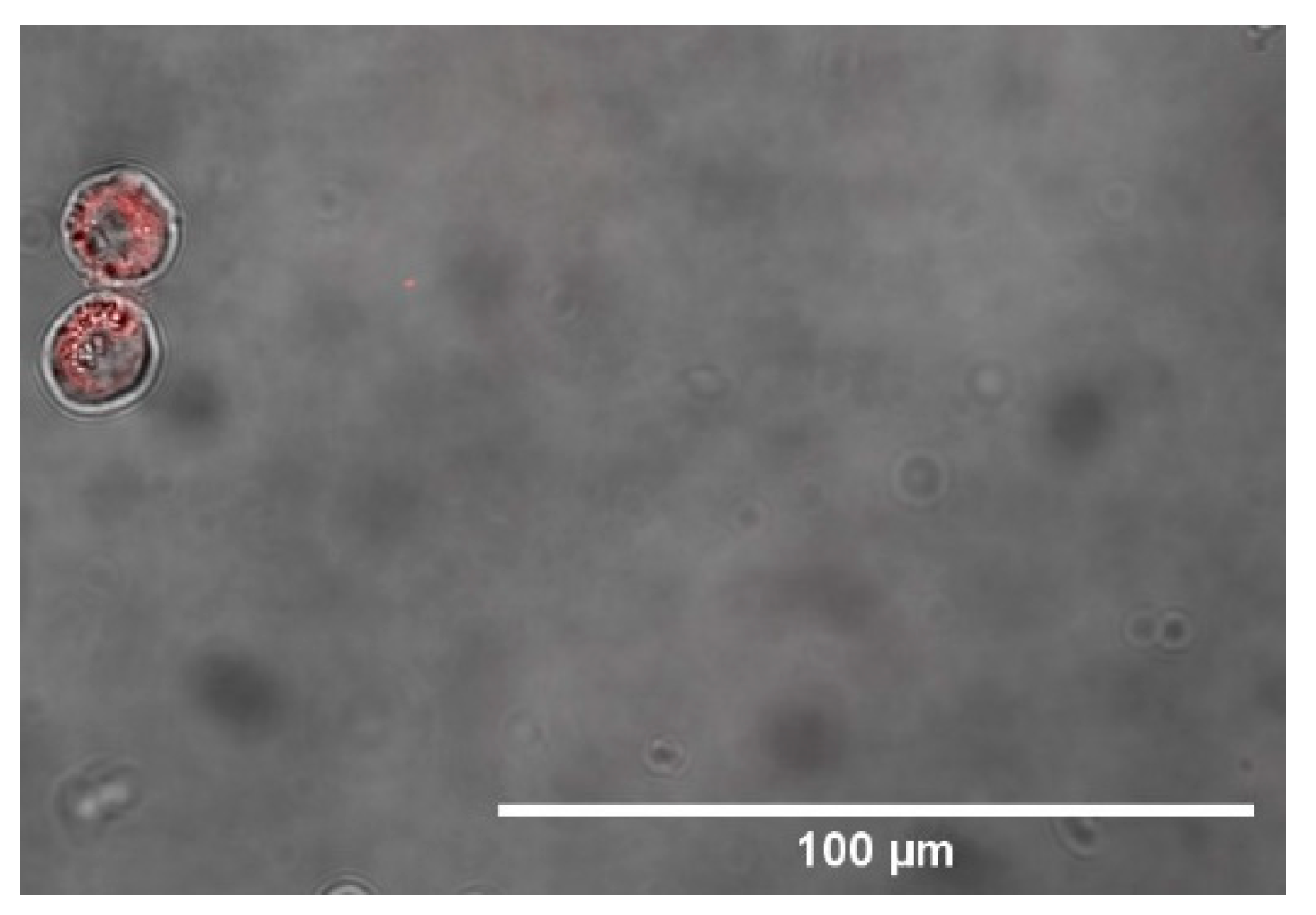 Materproc 04 00030 g004 550