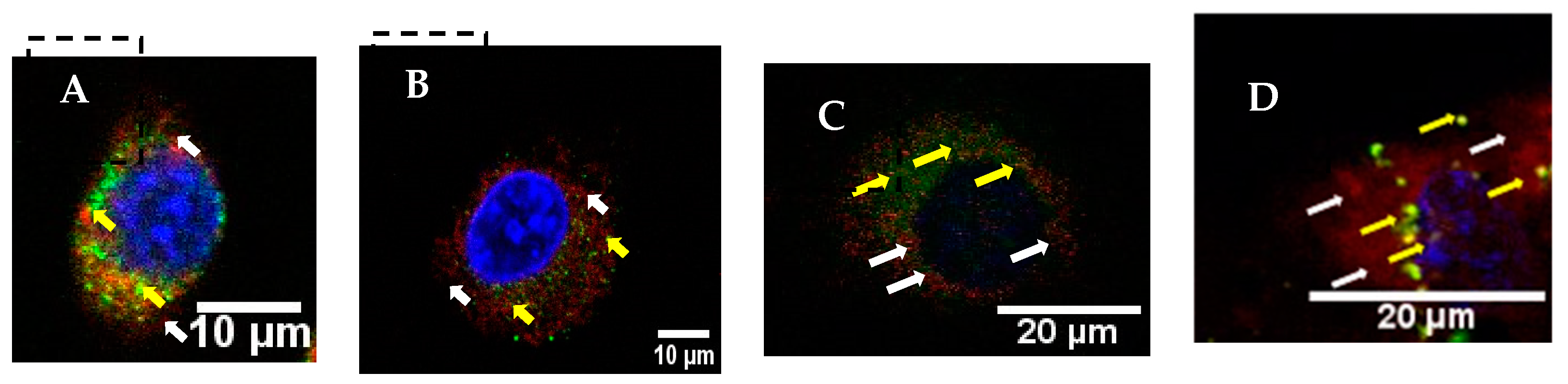 Materproc 04 00036 g003
