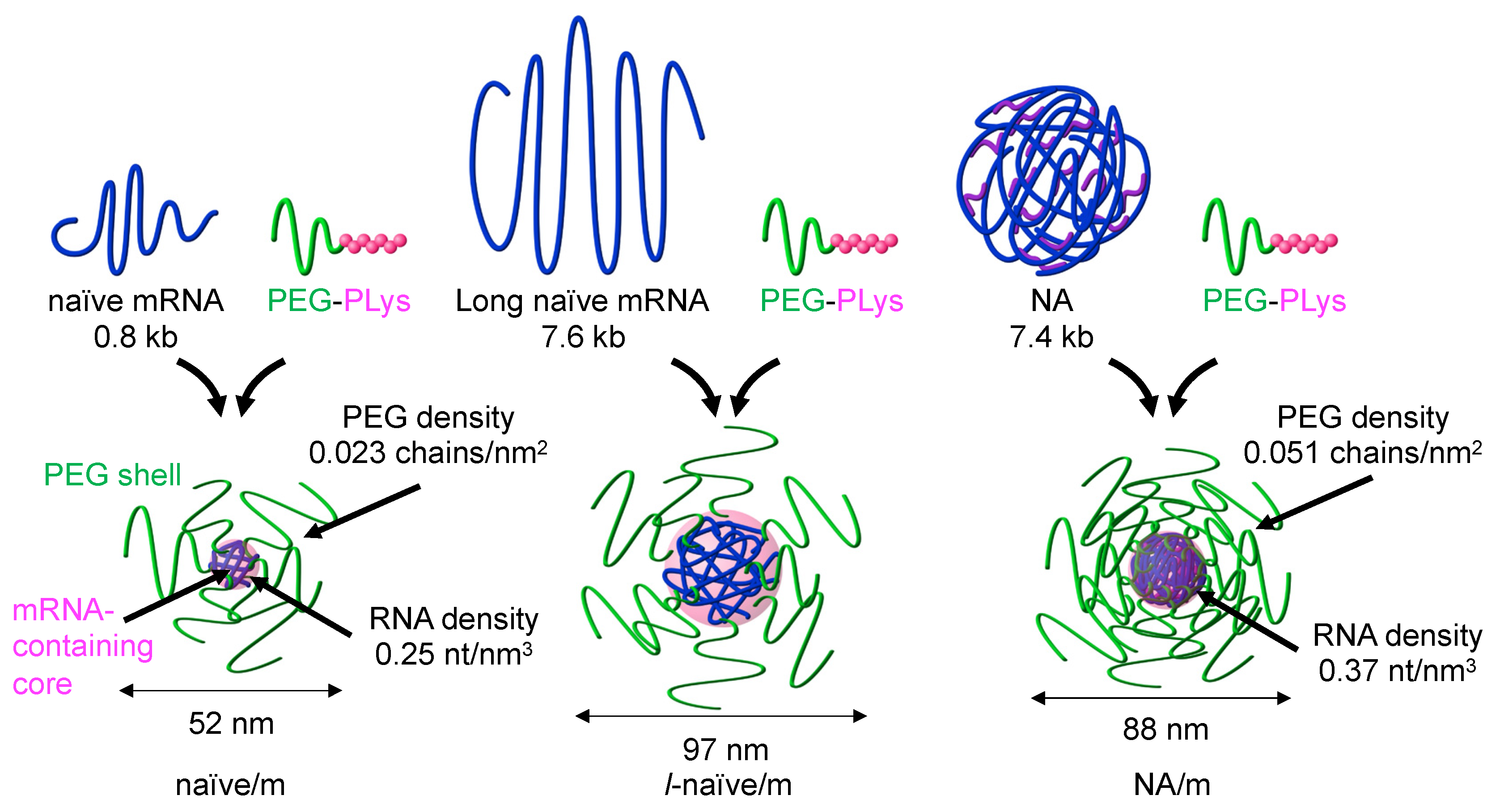 Materproc 04 00082 g002