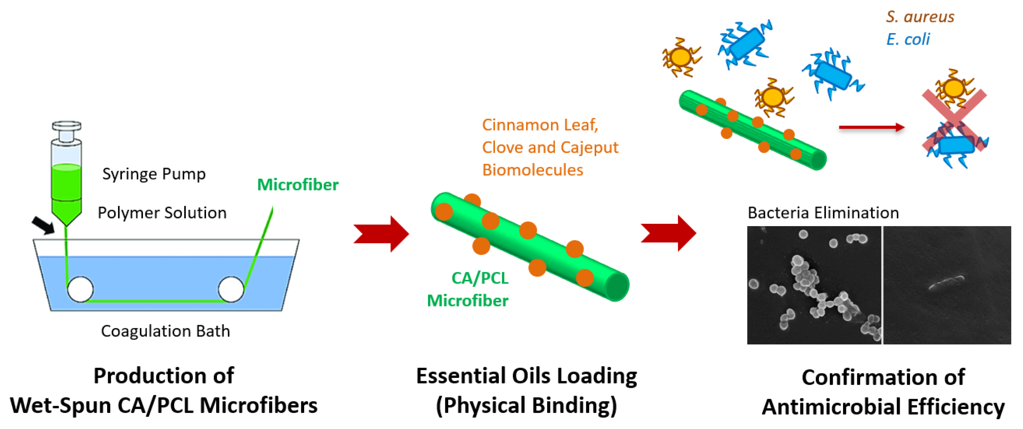 Materproc 04 00085 g001