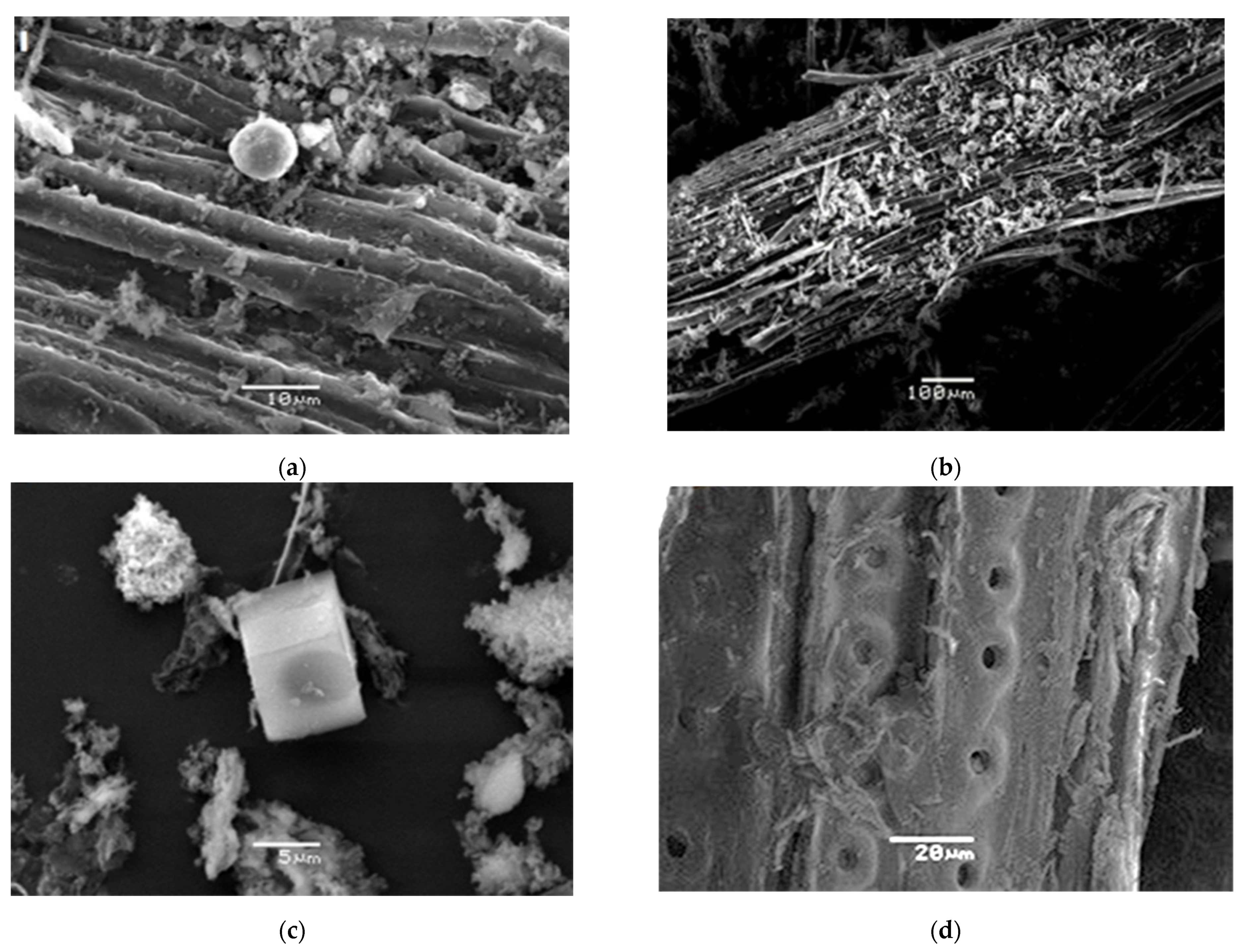 Materproc 05 00108 g002