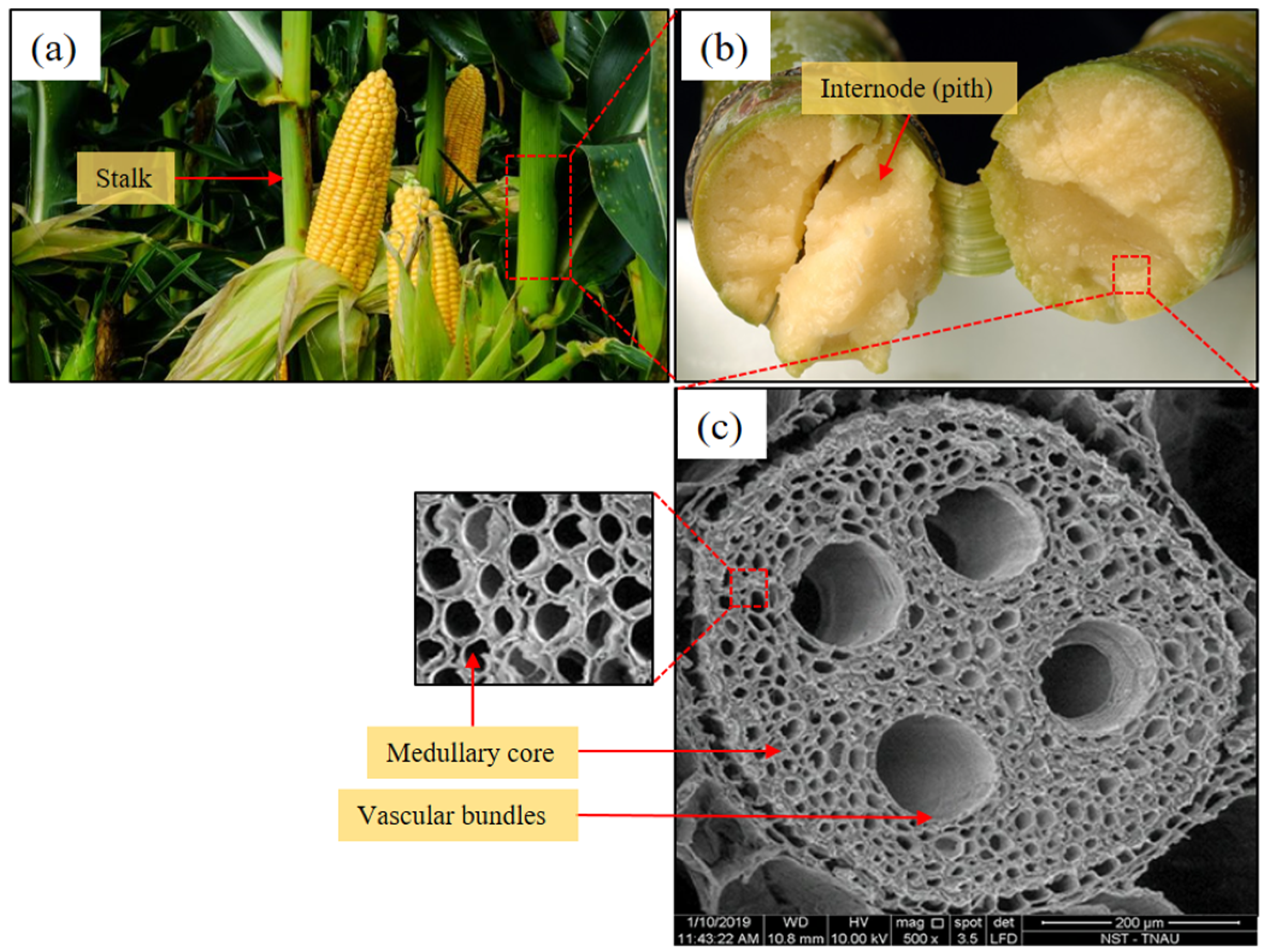 Materproc 20 00003 g001