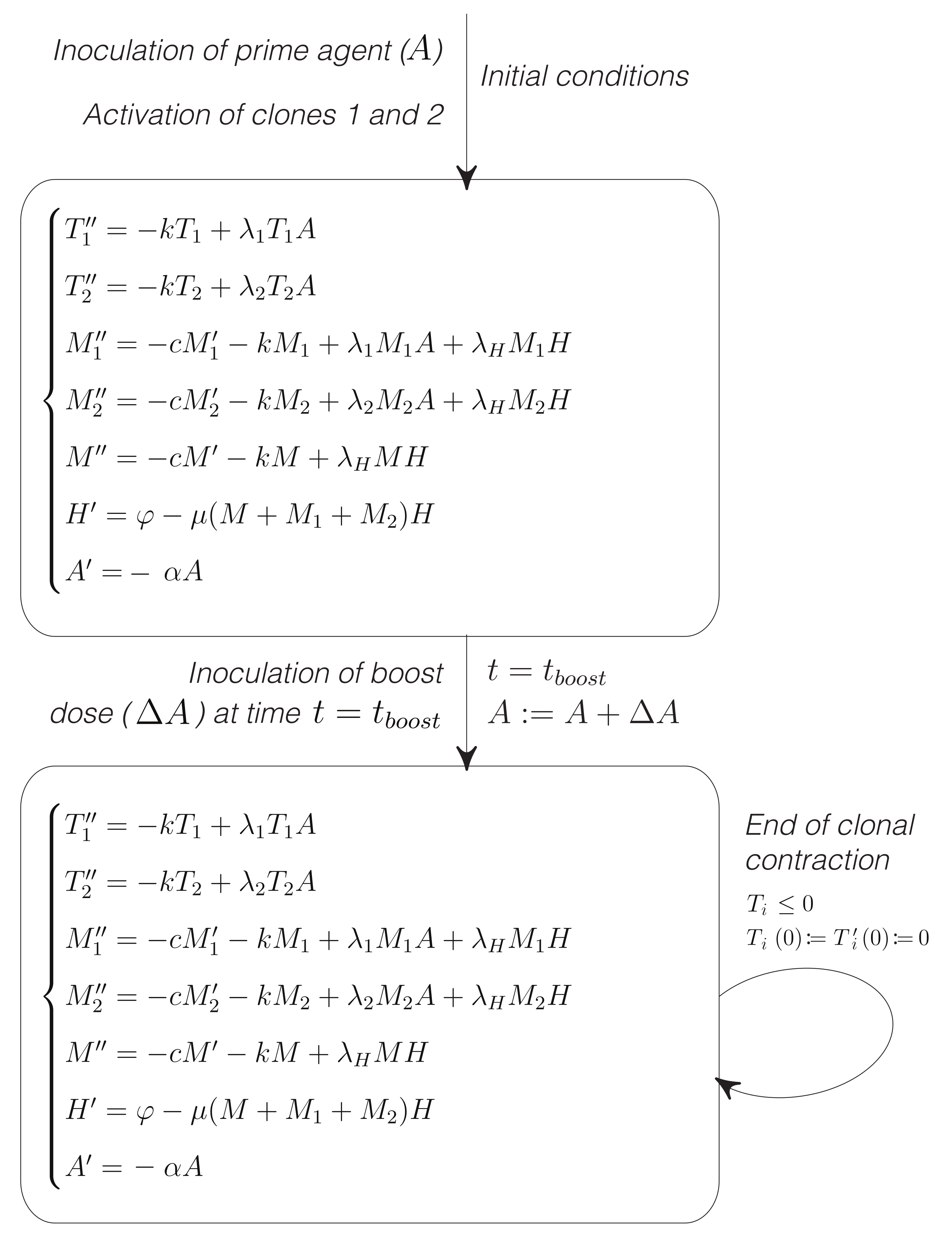 Mathematics Free Full Text Modeling The Dependence Of Immunodominance On T Cell Dynamics In Prime Boost Vaccines Html