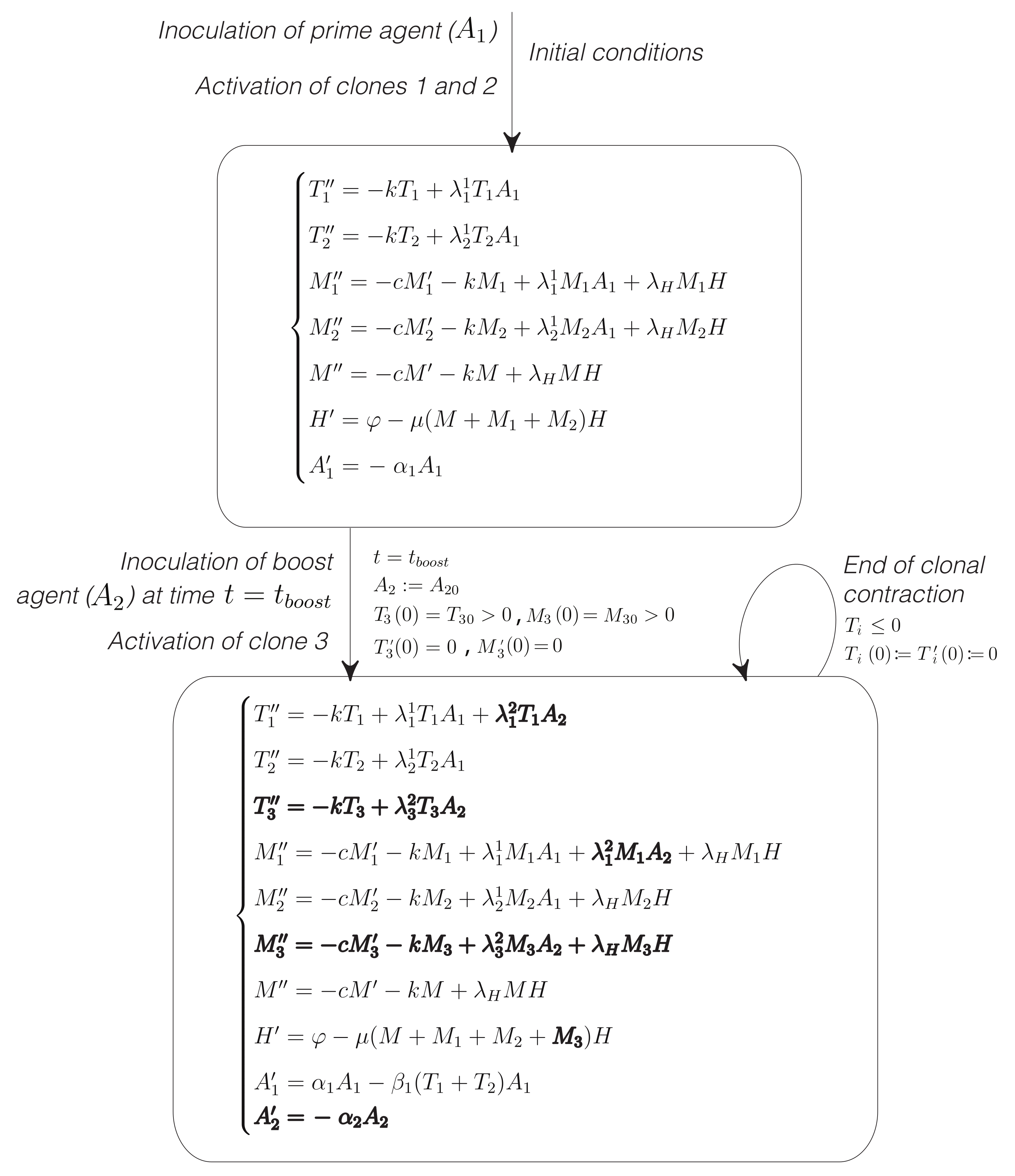 Mathematics Free Full Text Modeling The Dependence Of Immunodominance On T Cell Dynamics In Prime Boost Vaccines Html Mathematics Free Full Text Modeling The Dependence Of Immunodominance On T Cell Dynamics In Prime Boost Vaccines Html