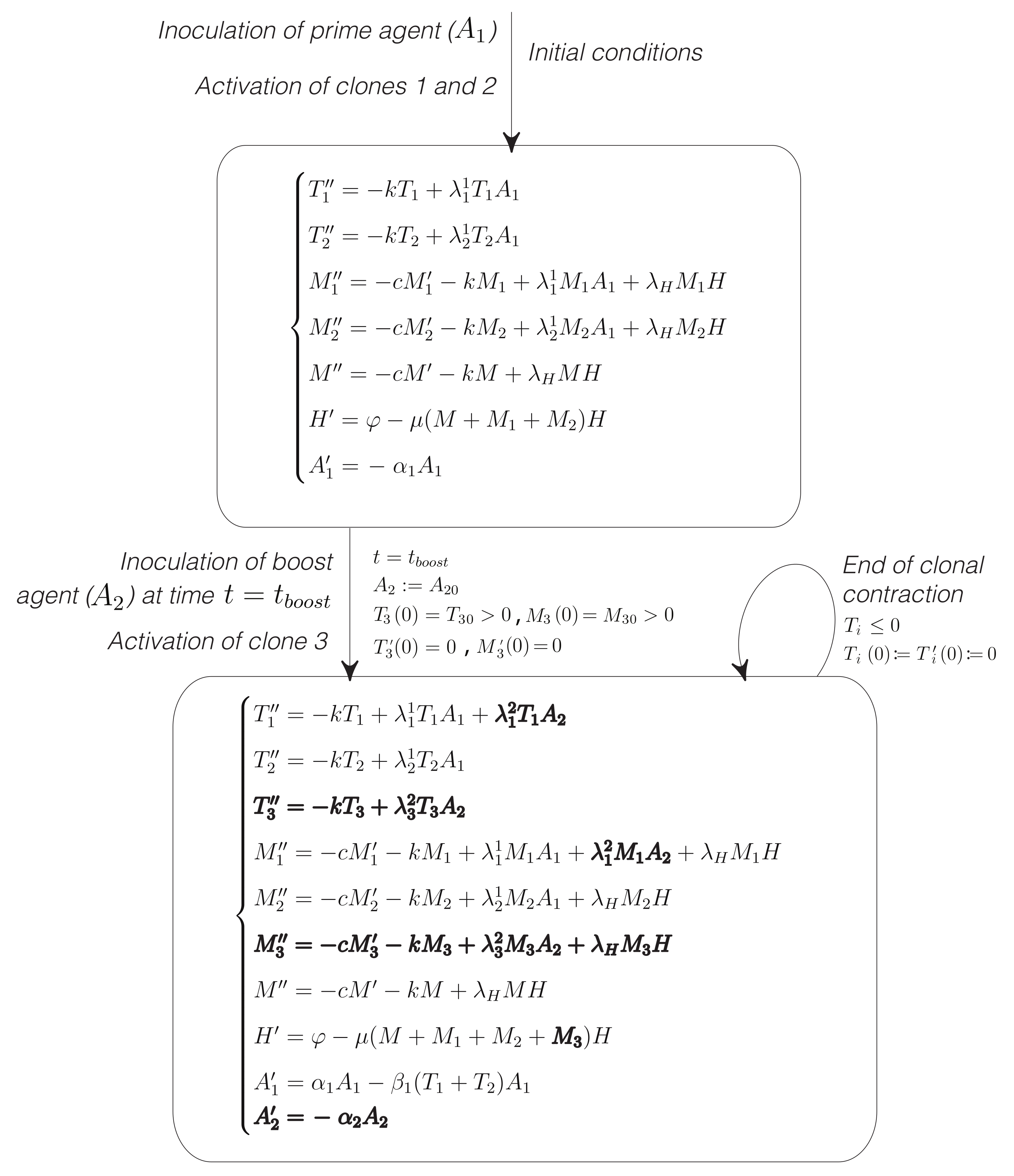 Mathematics Free Full Text Modeling The Dependence Of Immunodominance On T Cell Dynamics In Prime Boost Vaccines Html