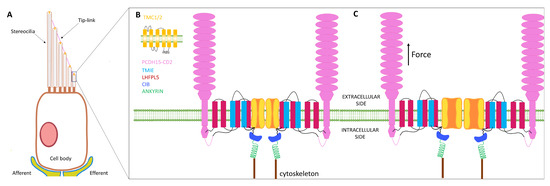 Mathematics Free Full Text Biophysics And Modeling Of Mechanotransduction In Neurons A Review Html
