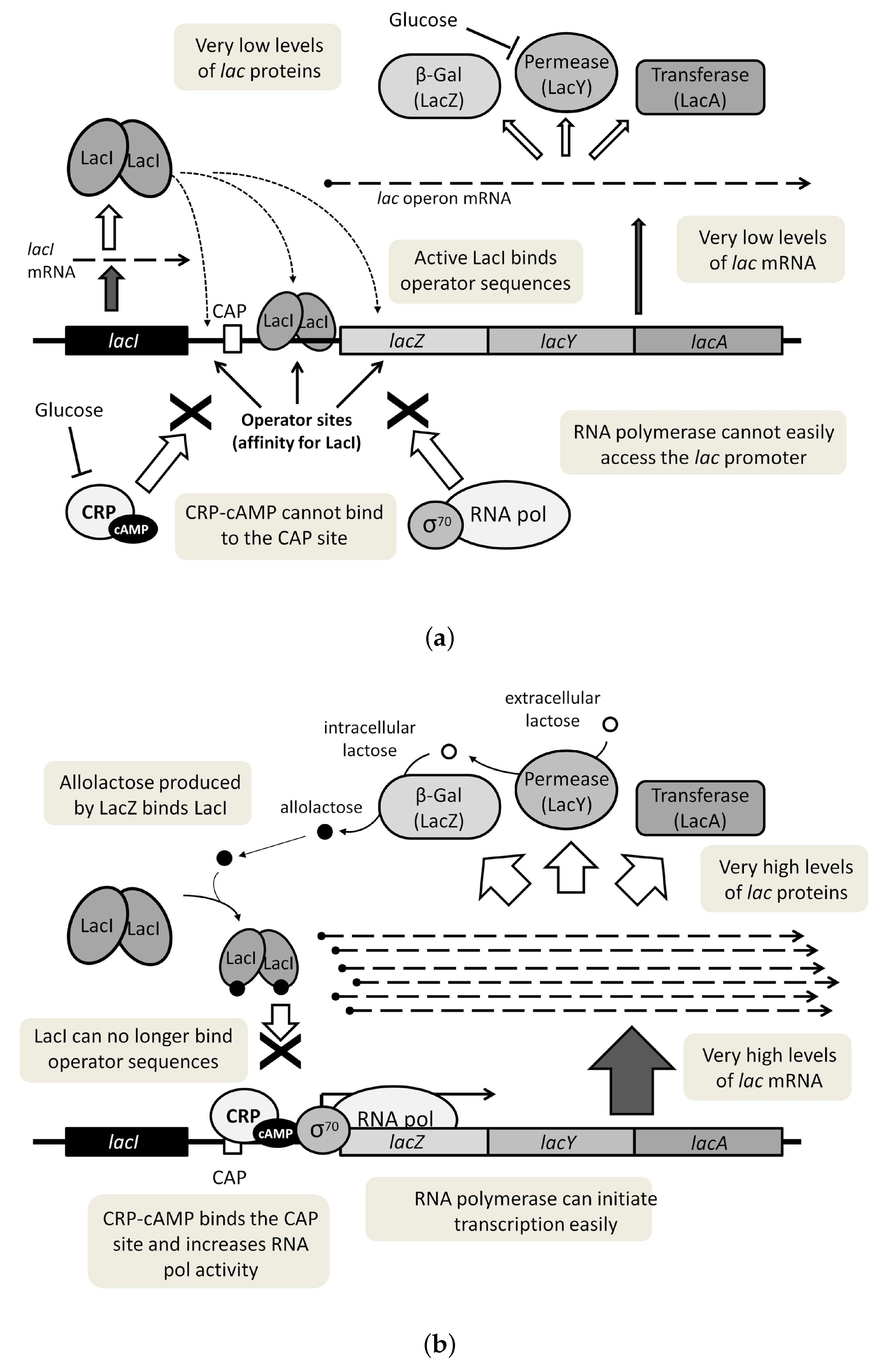 Solved Normal function of the lac operon means that the cell