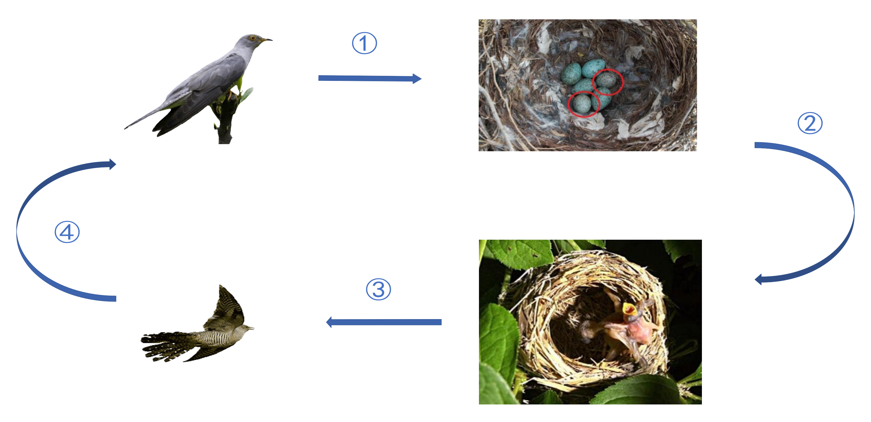 Mathematics Free Full Text Adaptive Guided Spatial Compressive Cuckoo Search For Optimization Problems Html