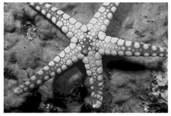 Mathematics 10 01014 i003