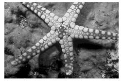 Mathematics 10 01014 i004