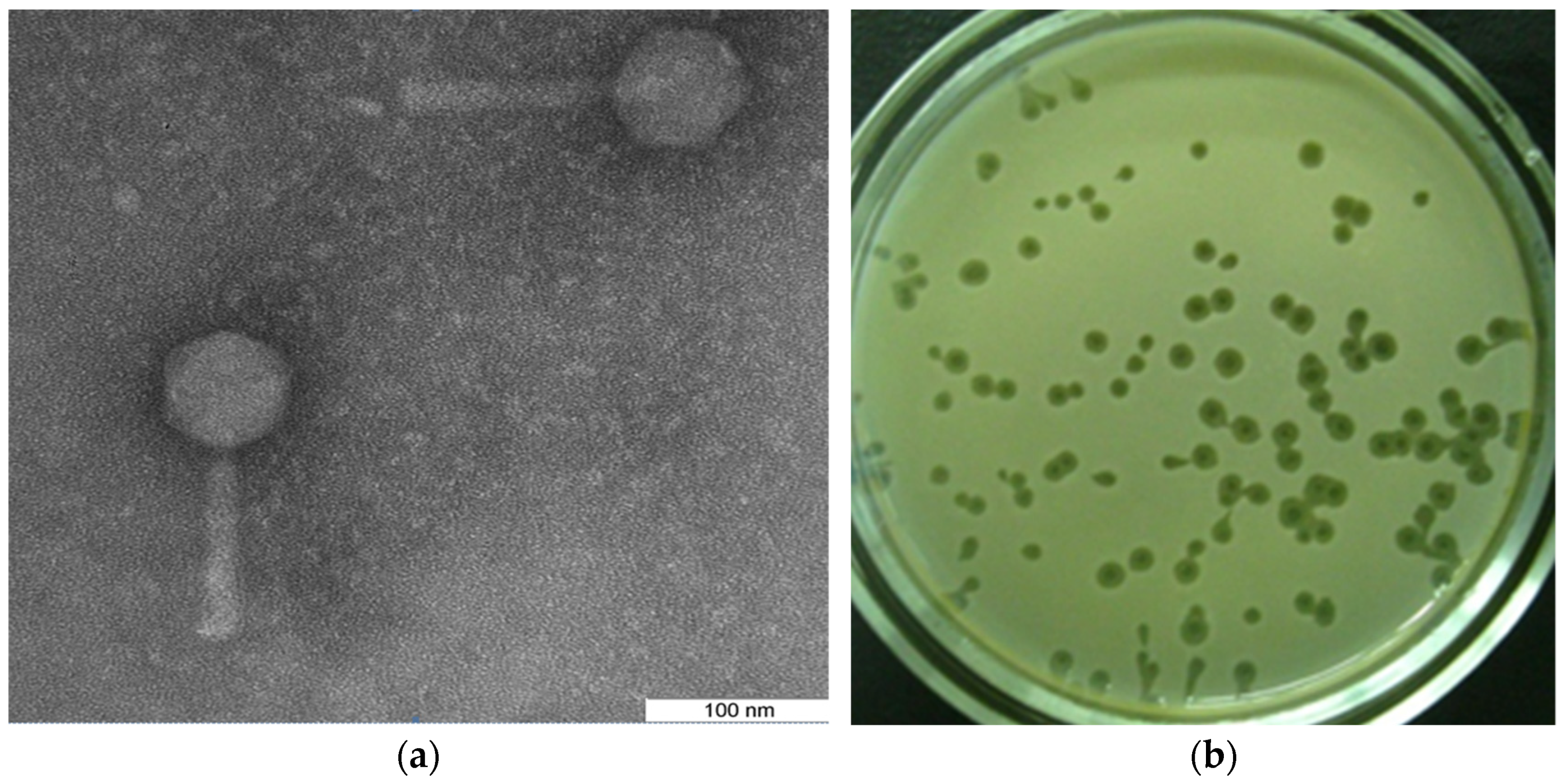 Mathematics 10 01925 g003