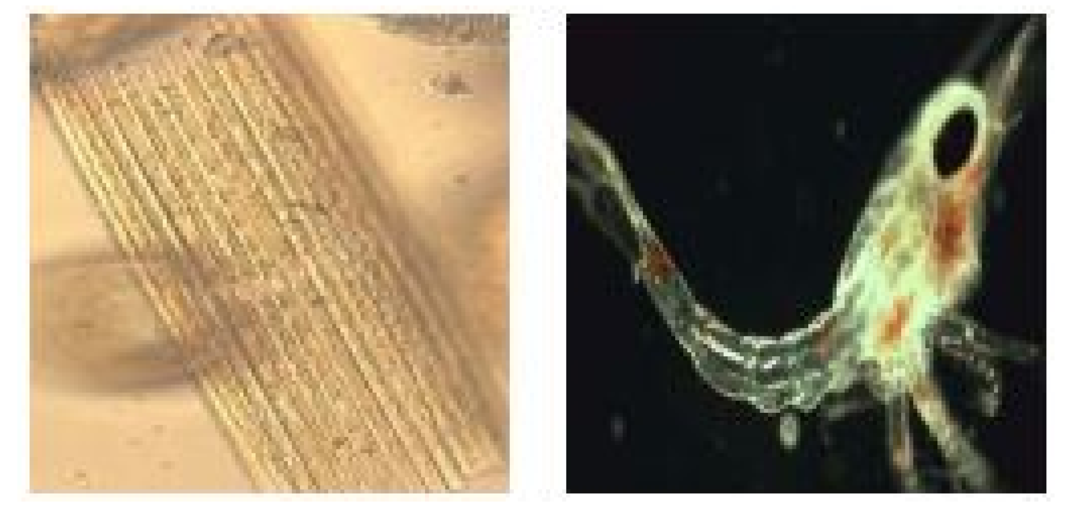 Mathematics 11 01135 g007