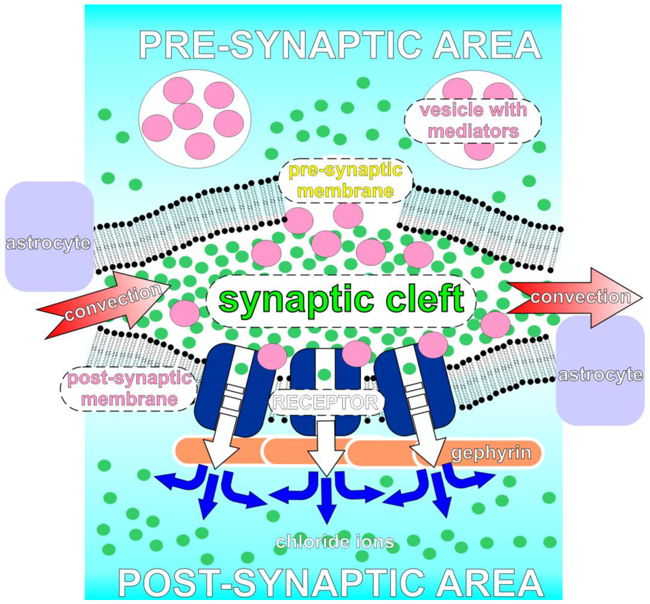 Location and distribution of inhibitory synapses differentially affect