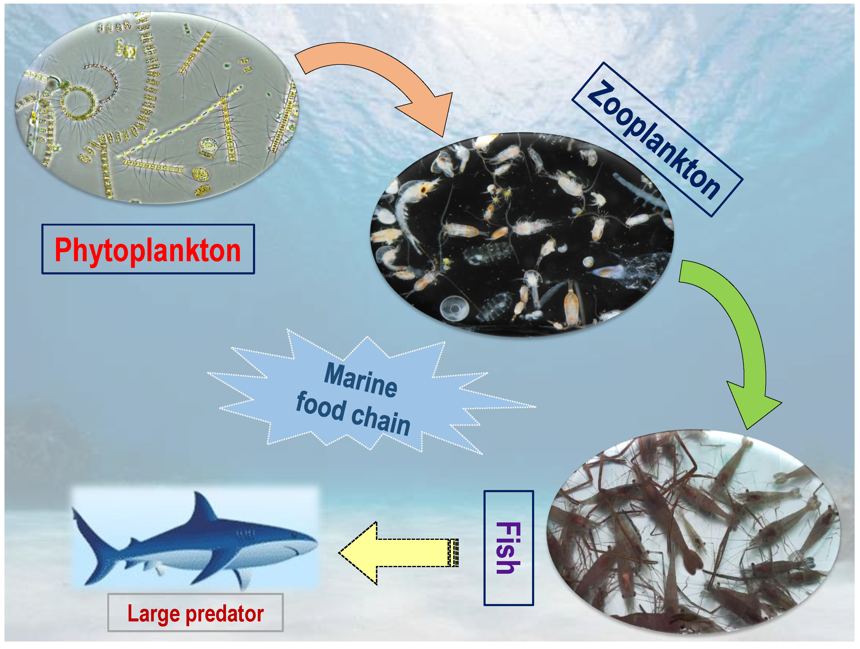 Mathematics 11 03011 g001