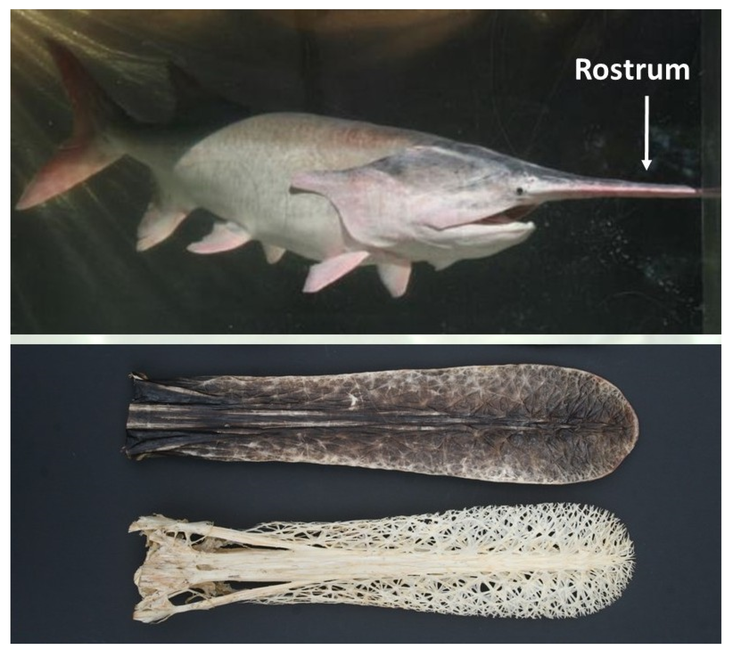 Mca 24 00047 g001 Mca 24 00047 g001