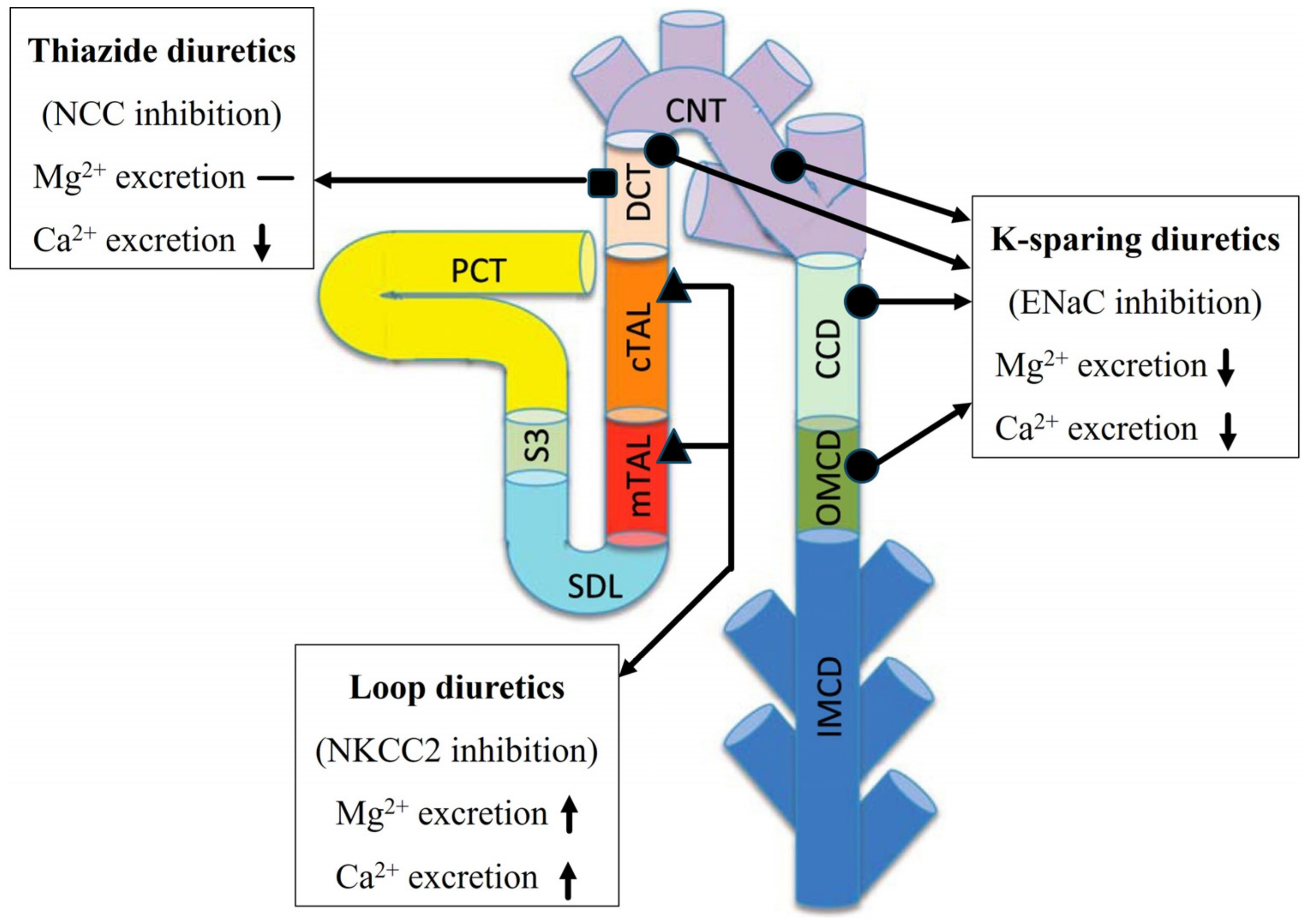 MCA Free FullText Magnesium and Calcium Transport along the Male Rat Kidney Effect of