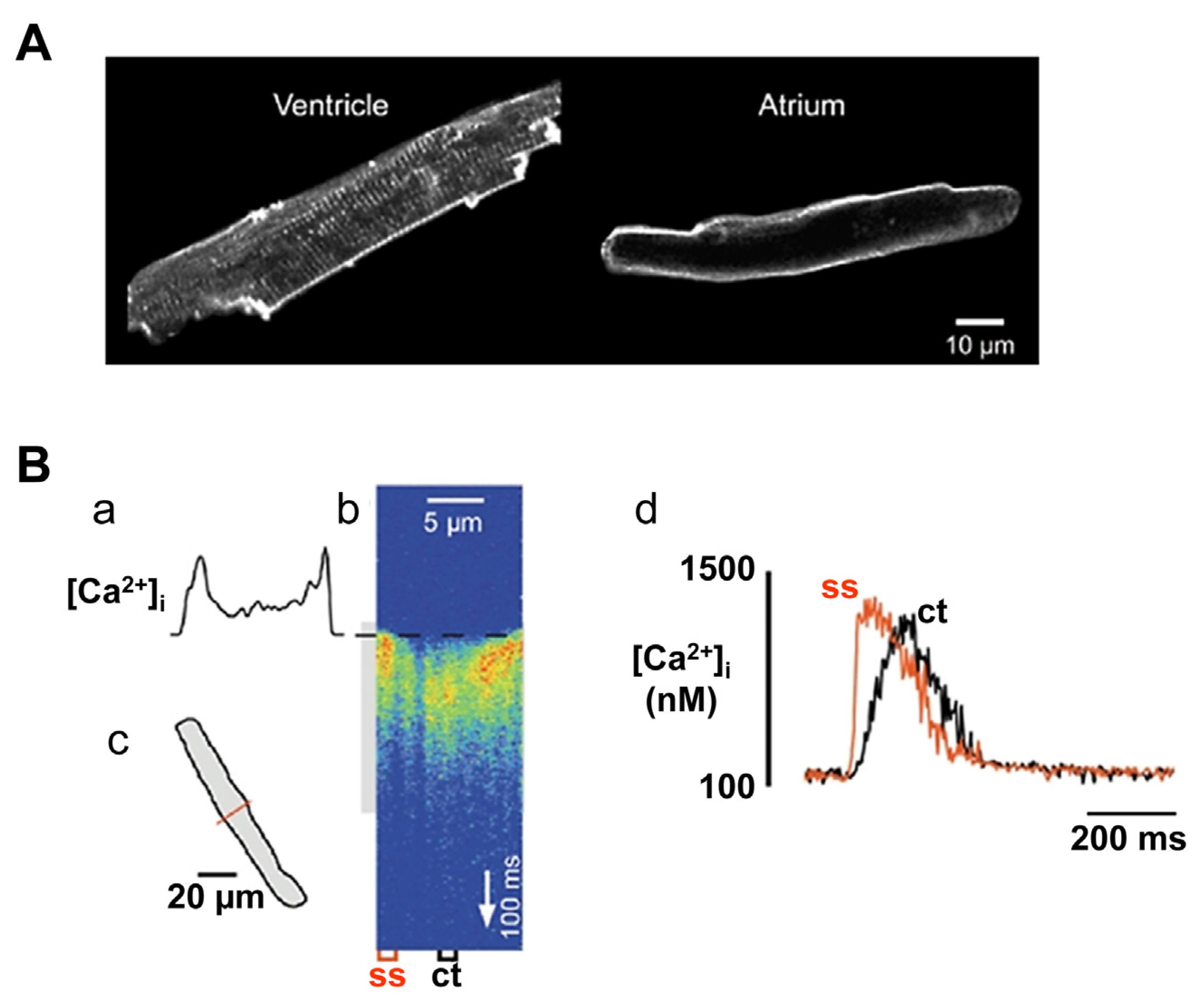 Medicina 53 00139 g004 Medicina 53 00139 g004