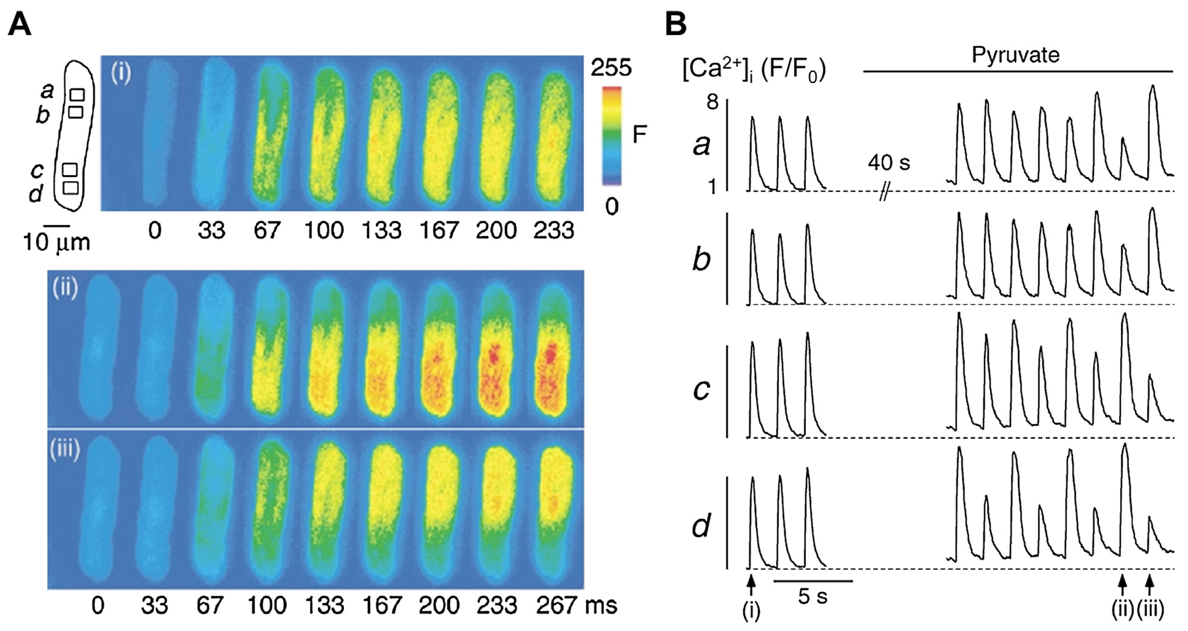 Medicina 53 00139 g005 Medicina 53 00139 g005