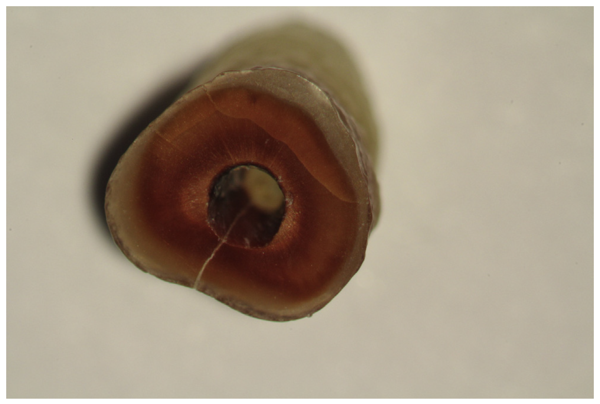 Medicina 53 00166 g002